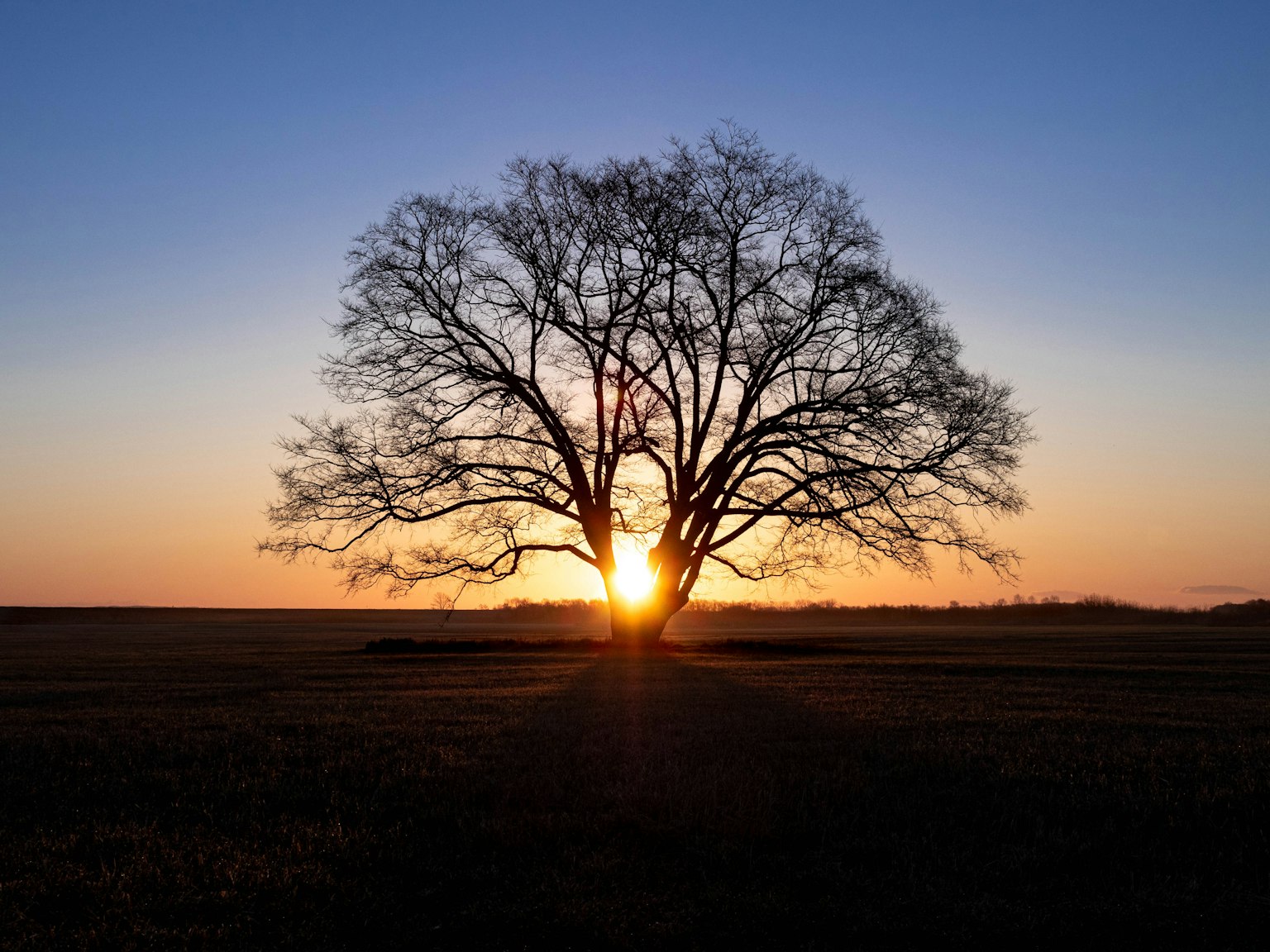 Ein großer Baum silhouettiert gegen einen Sonnenuntergangshimmel