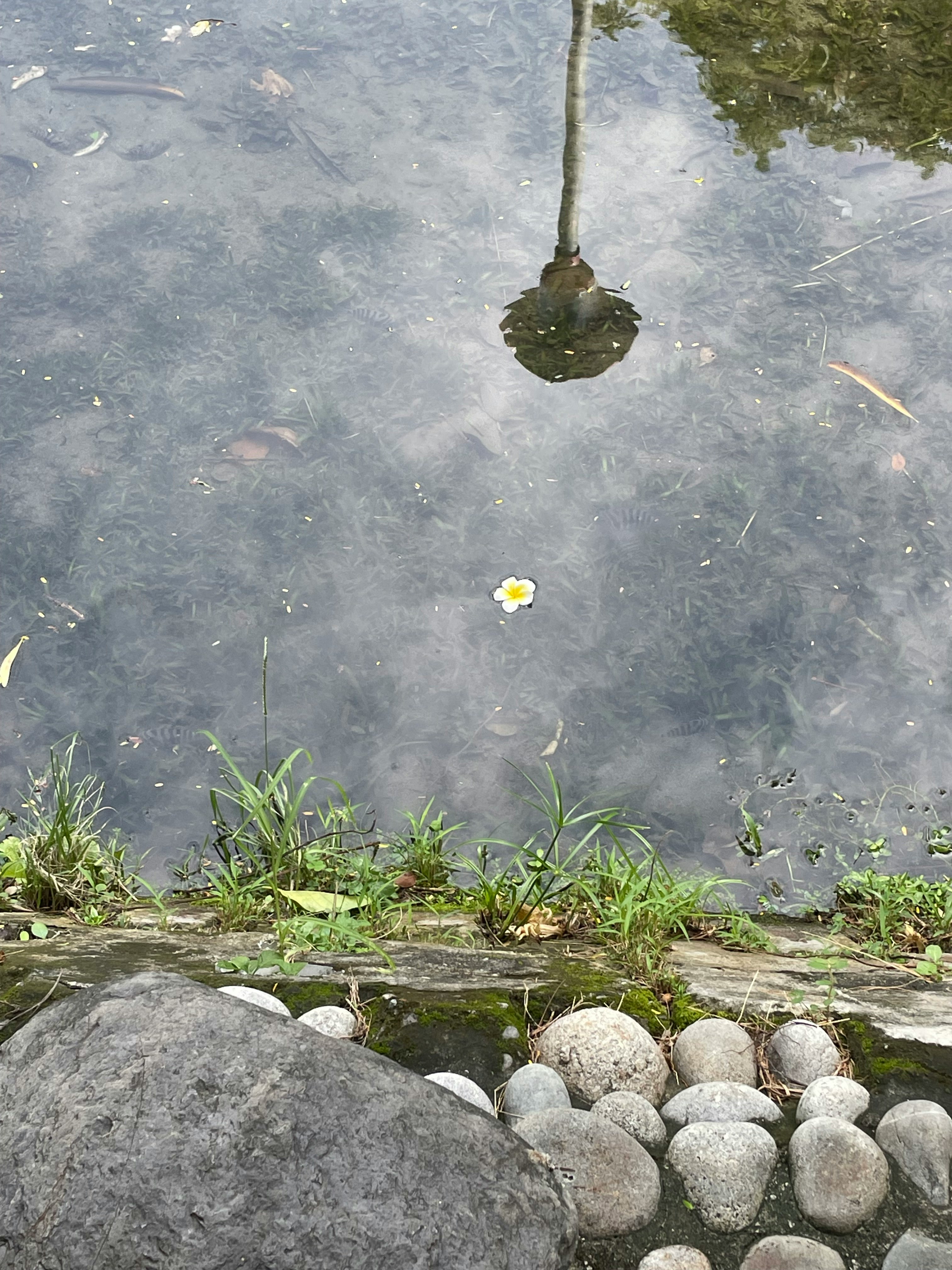 水面に浮かぶ小さな花と水辺の石畳
