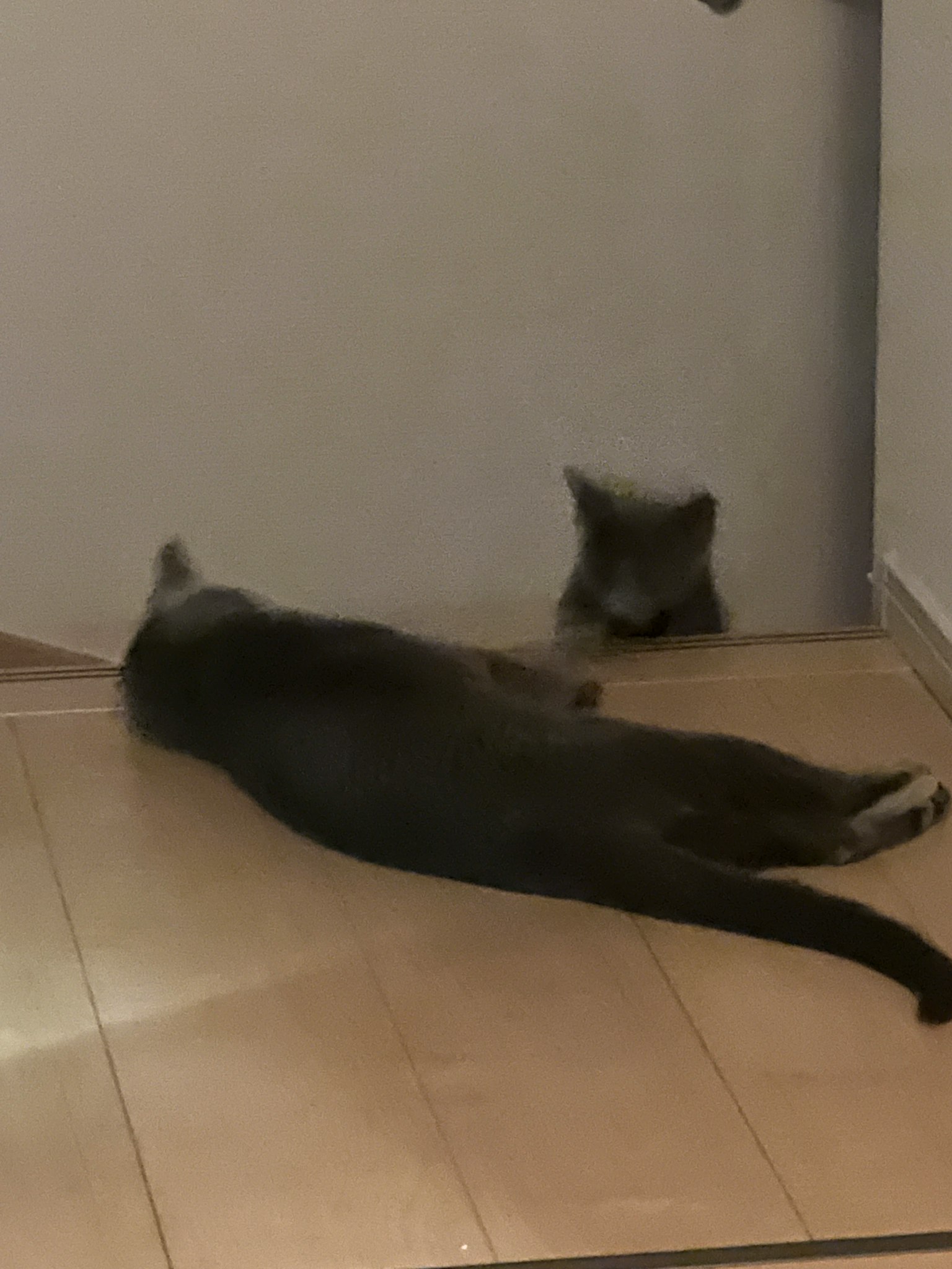 Una foto de dos gatos en el suelo Un gato está acostado relajado mientras el otro observa cerca