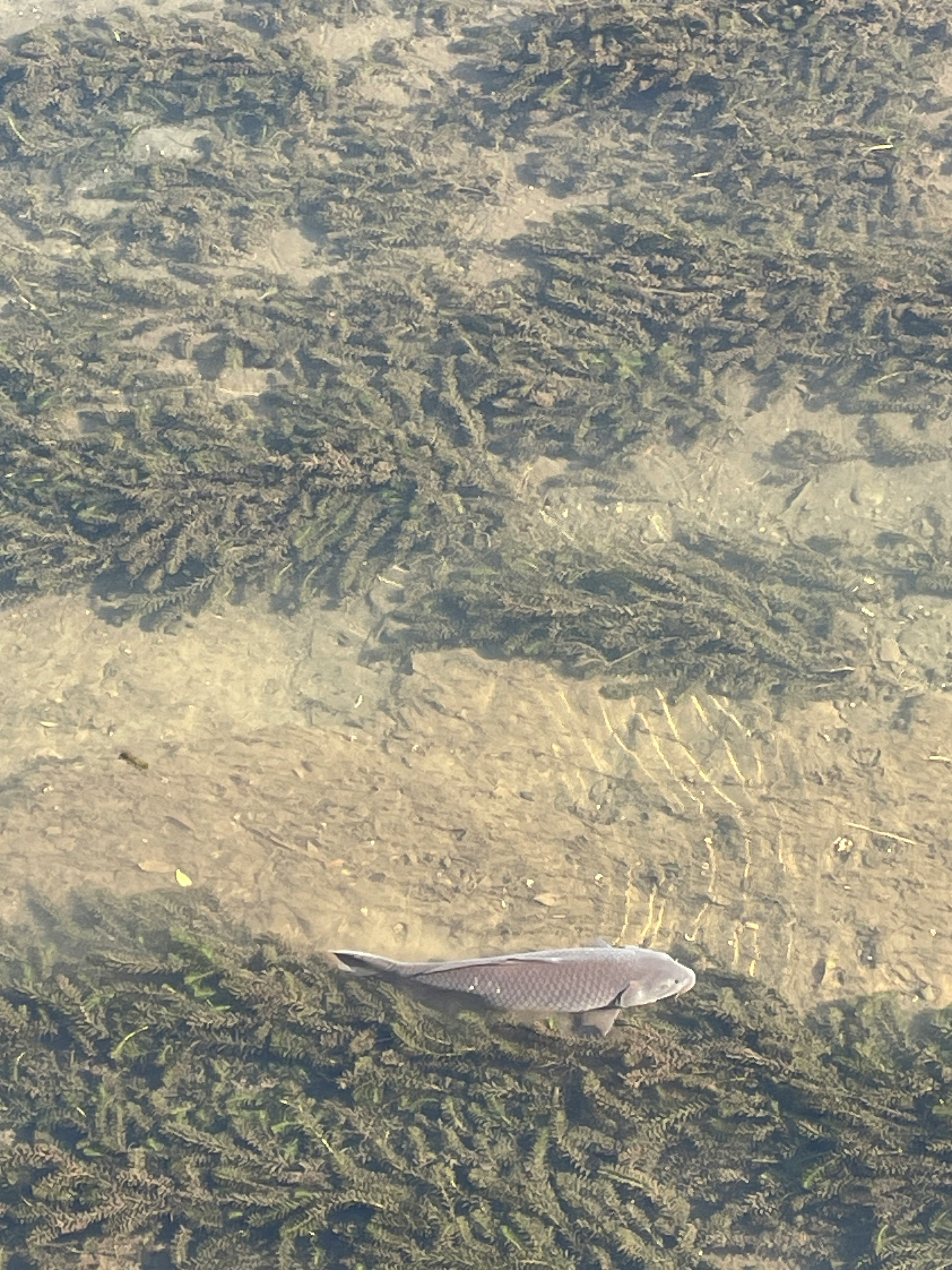 Fisch schwimmt in flachem Wasser nahe dem Ufer