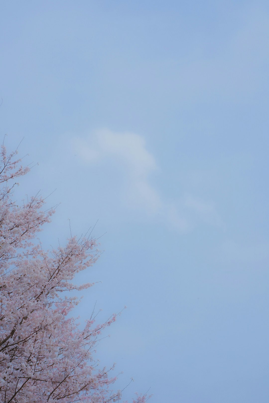 青空に映える桜の枝