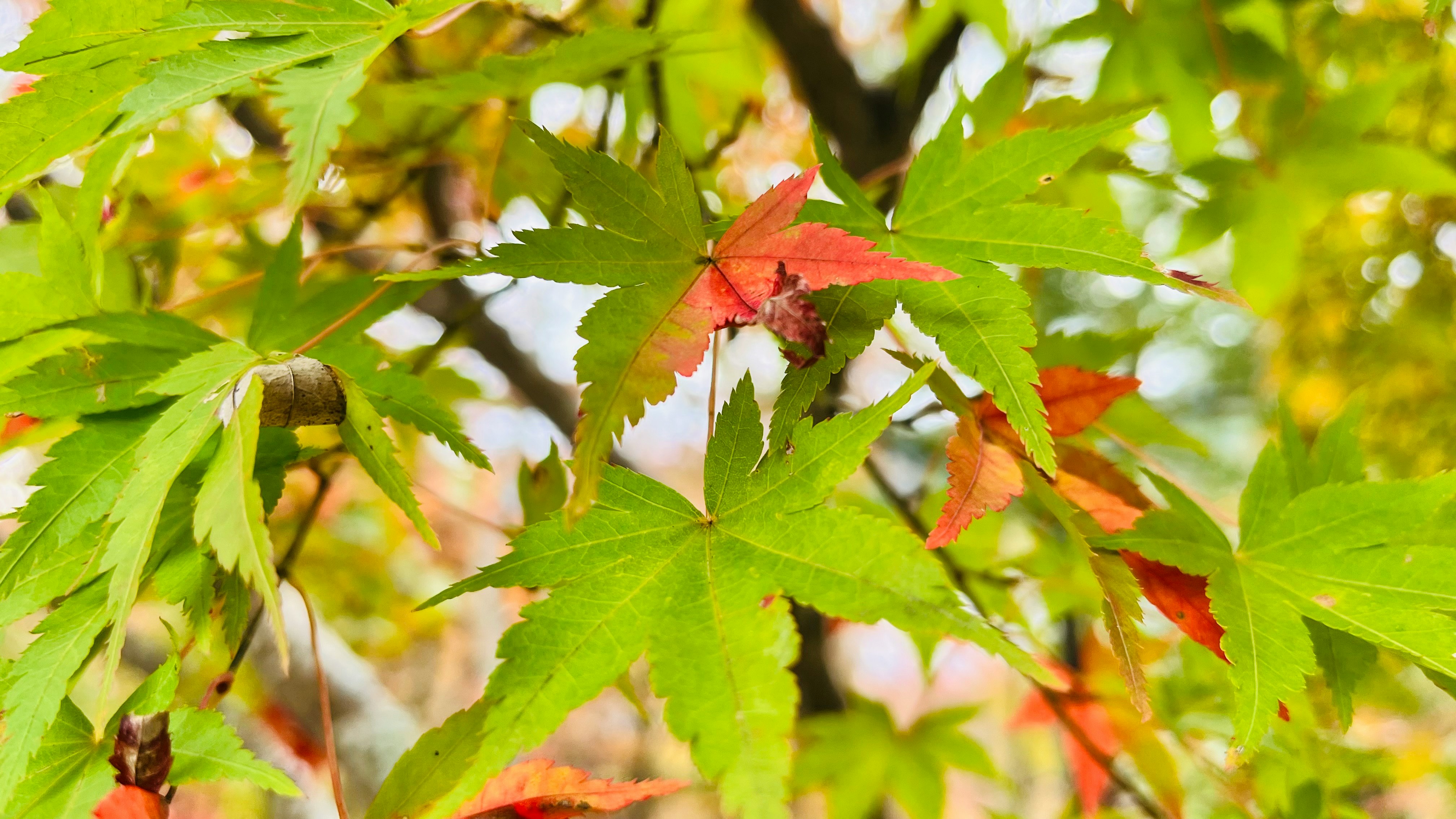 紅葉の葉が枝に重なる木の近景