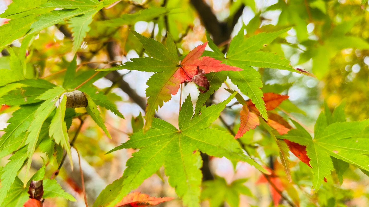 枝条上有鲜艳的绿色和红色枫叶