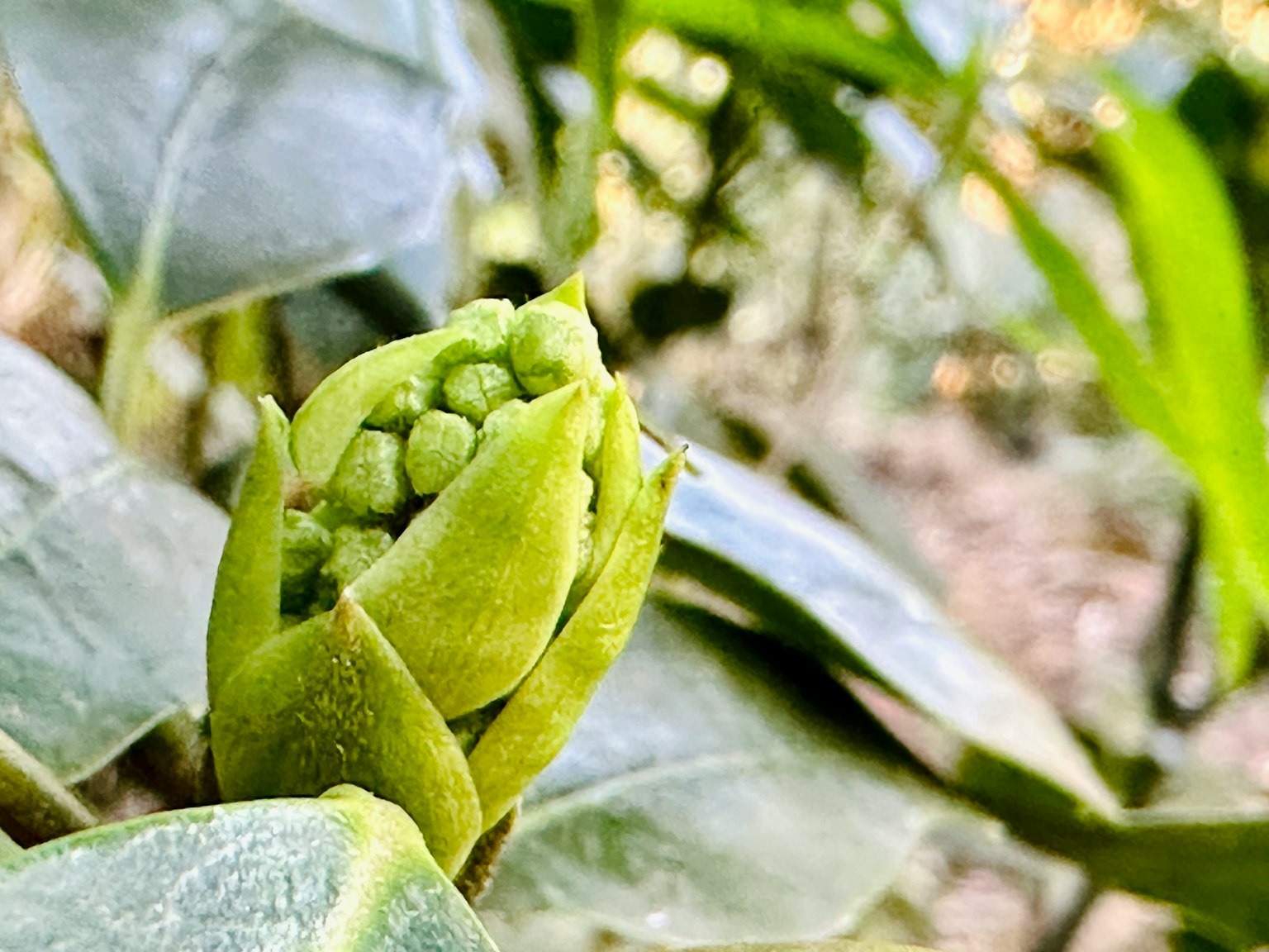 緑の葉の間から顔を出す新芽のクローズアップ