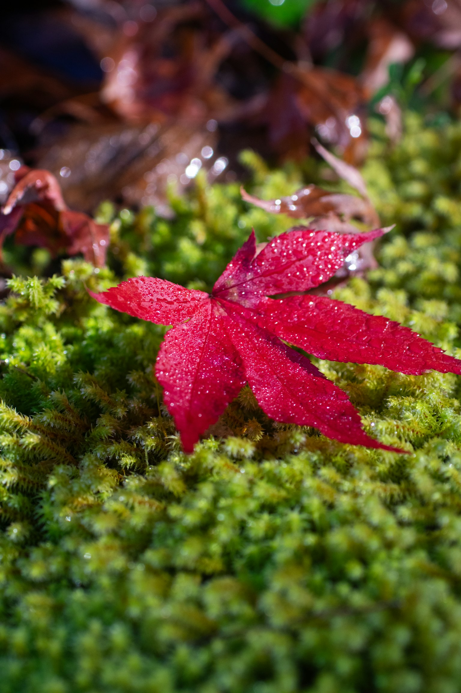 Daun maple merah dengan tetesan di atas lumut hijau