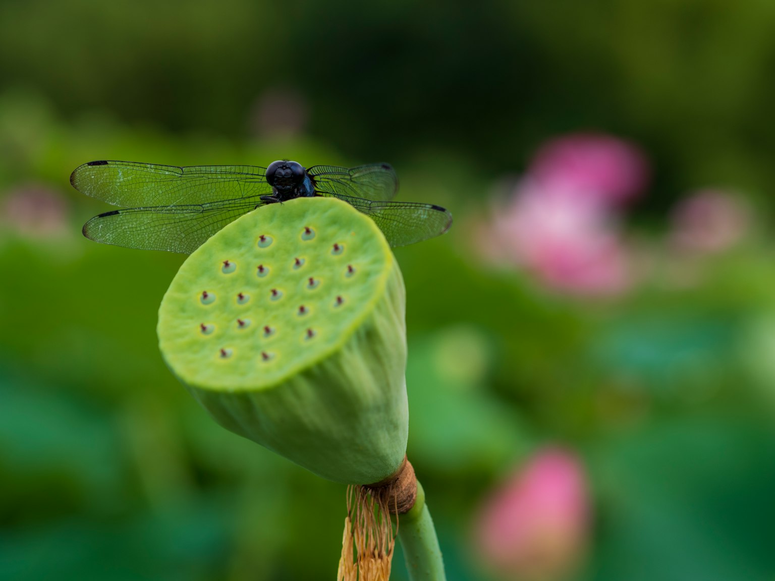 Capung hitam bertengger di atas biji lotus hijau dengan bunga lotus merah muda yang kabur di latar belakang