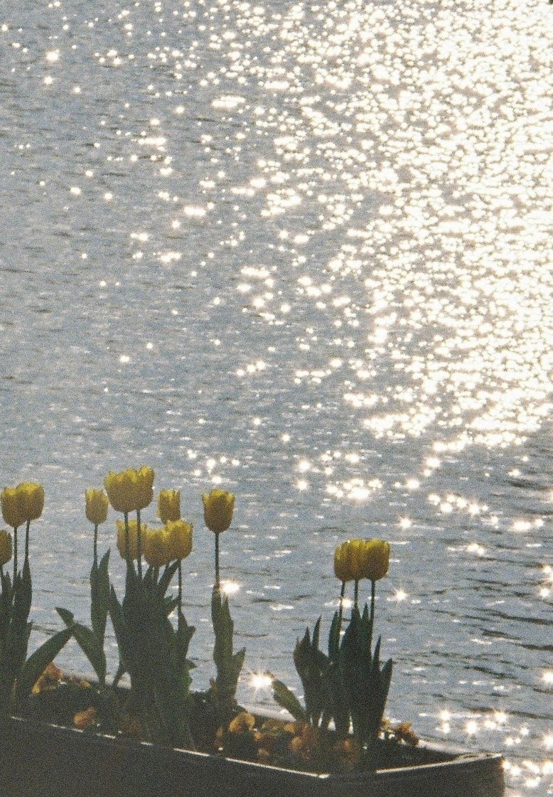 水面に映る光と黄色いチューリップの花