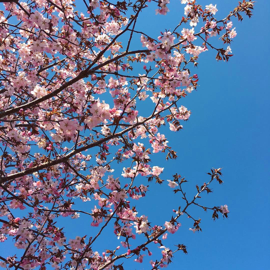 青空に咲く桜の枝