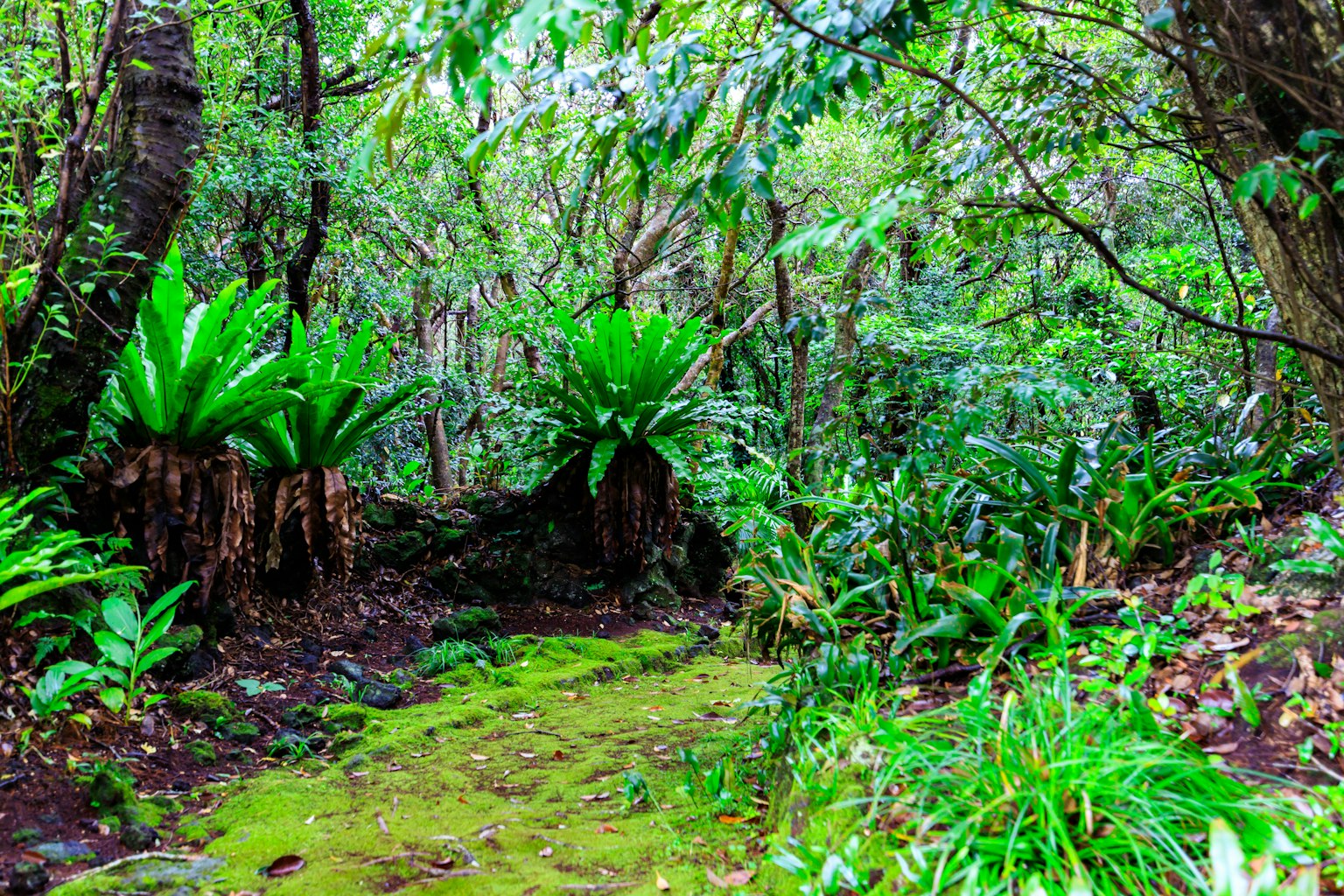 Lush forest pathway with ferns and vibrant greenery