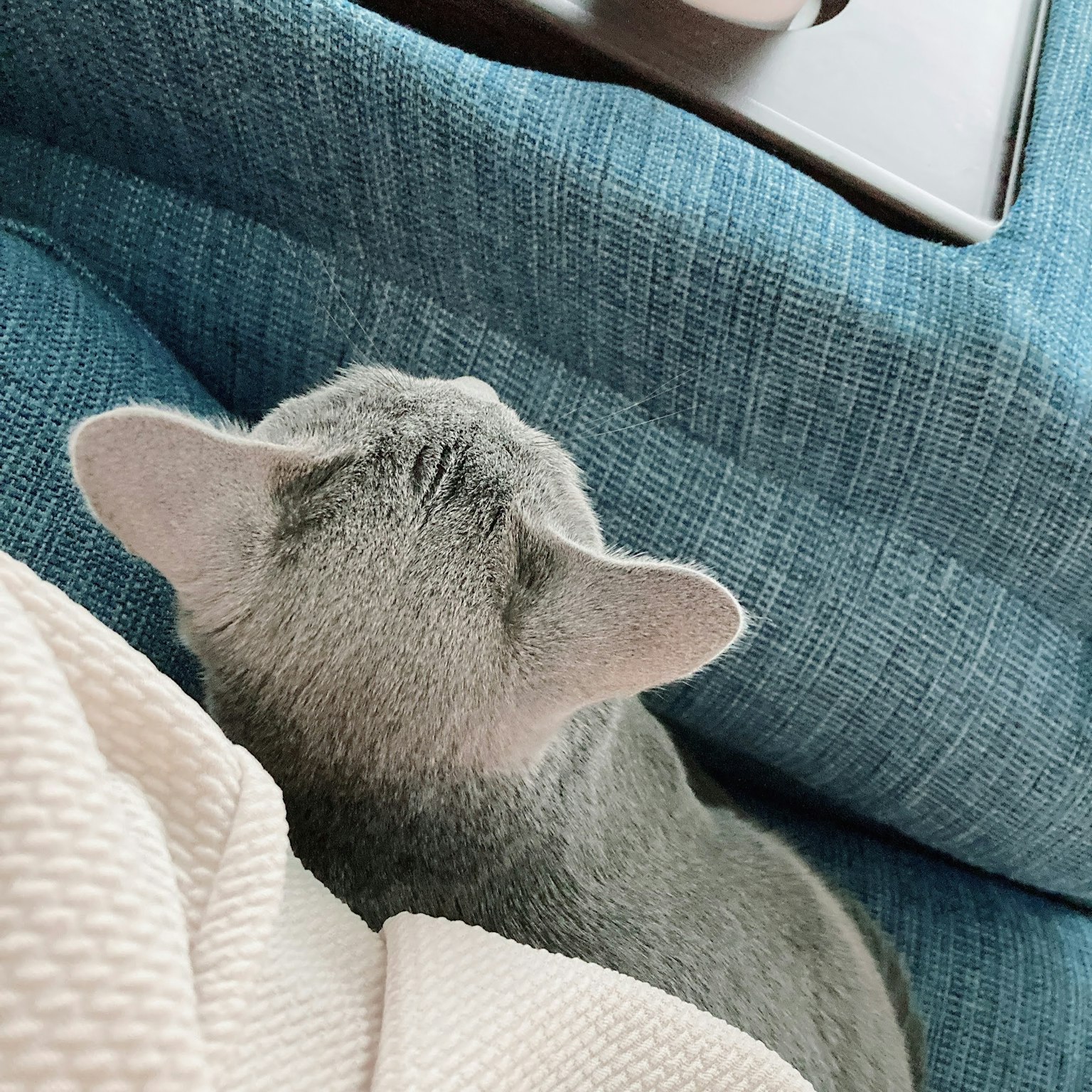 Gatto grigio seduto su un divano blu con una coperta morbida