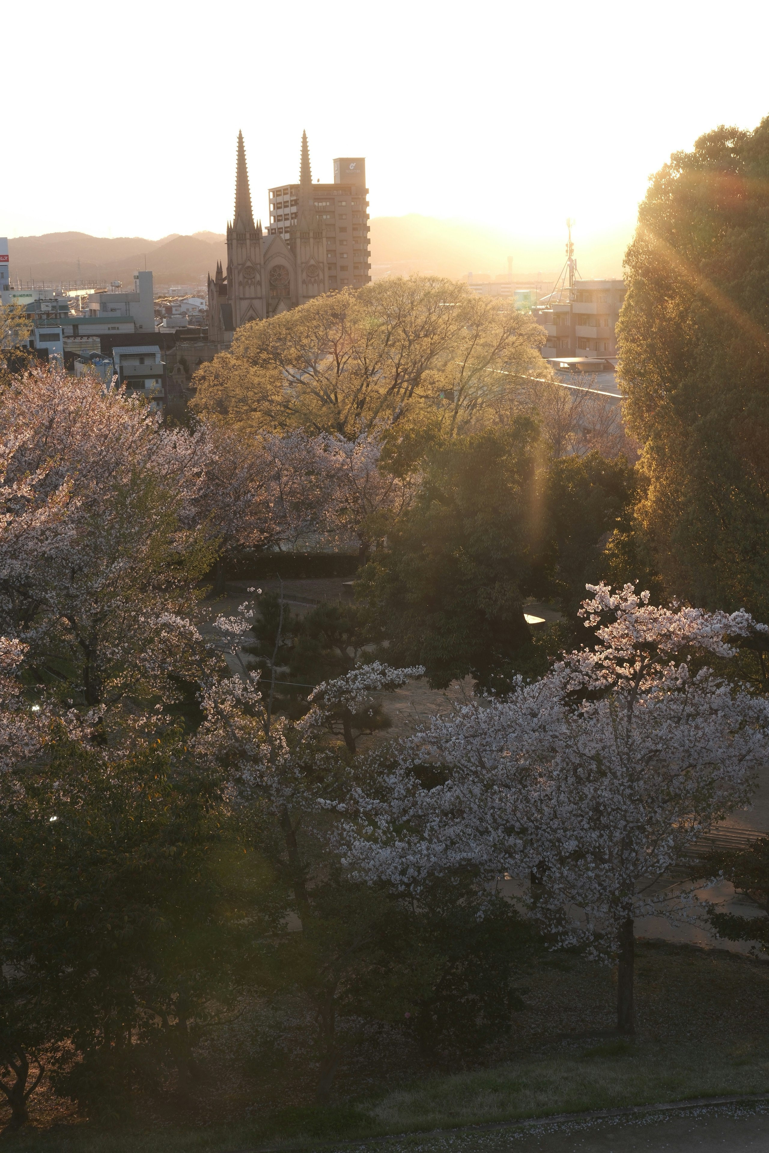 福山城周辺の桜と夕日が差し込む風景