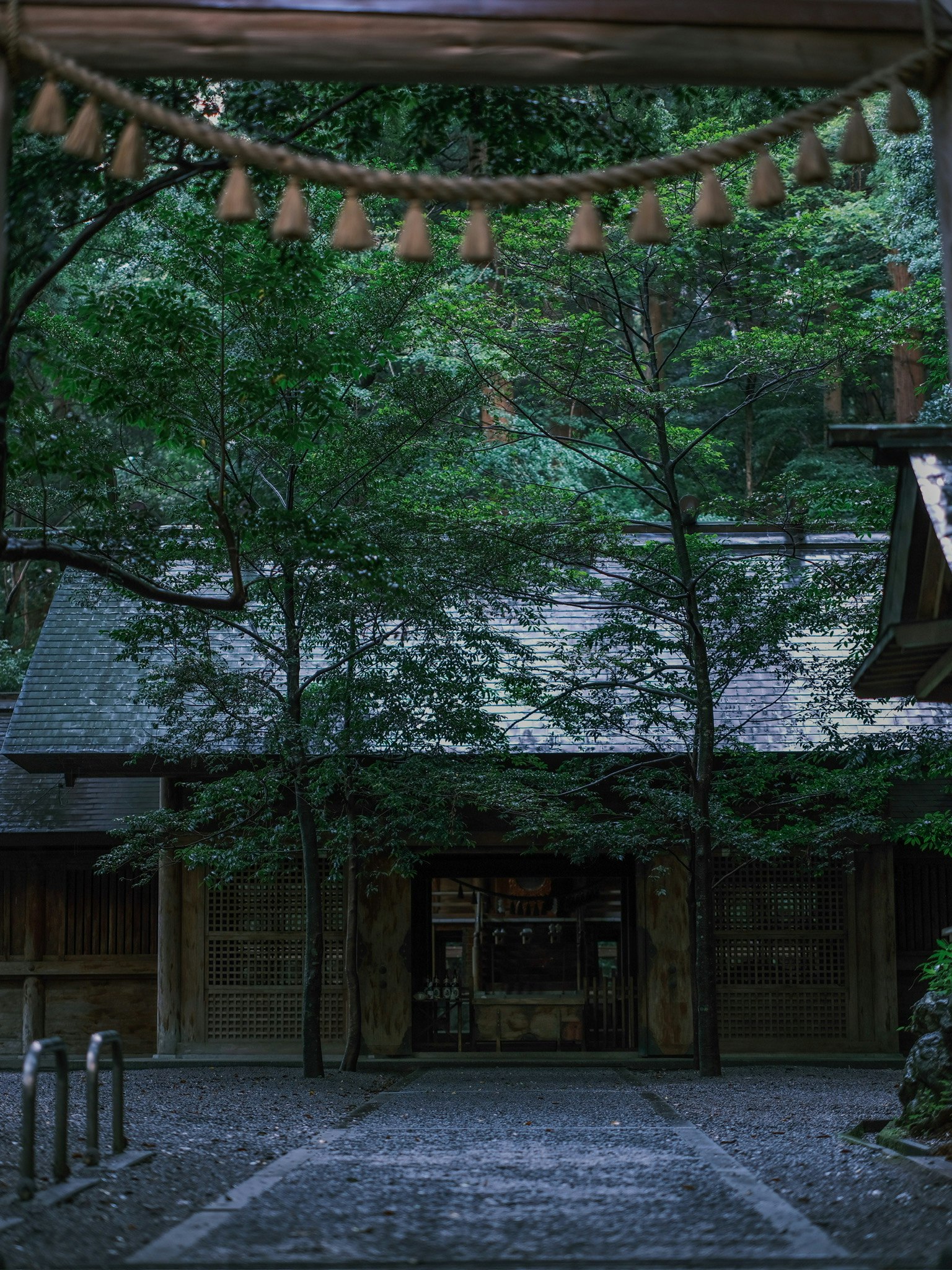 早朝の森に囲まれた神社の参道と社殿