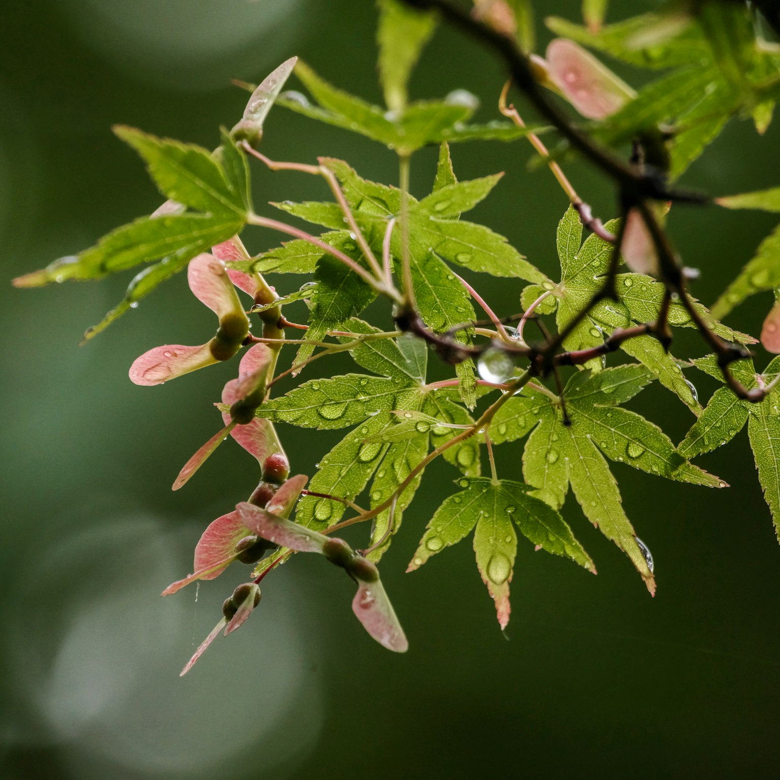 雨滴覆蓋的綠葉和粉紅色種子的楓樹枝