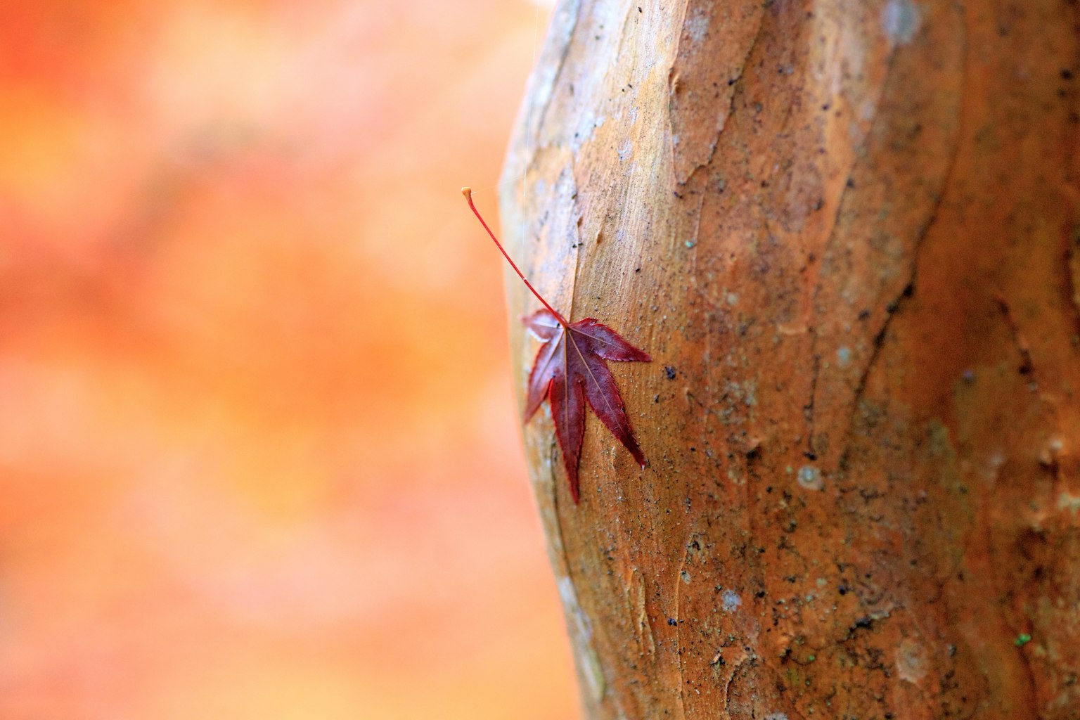 A red leaf clings to a tree trunk in a soft blurred background