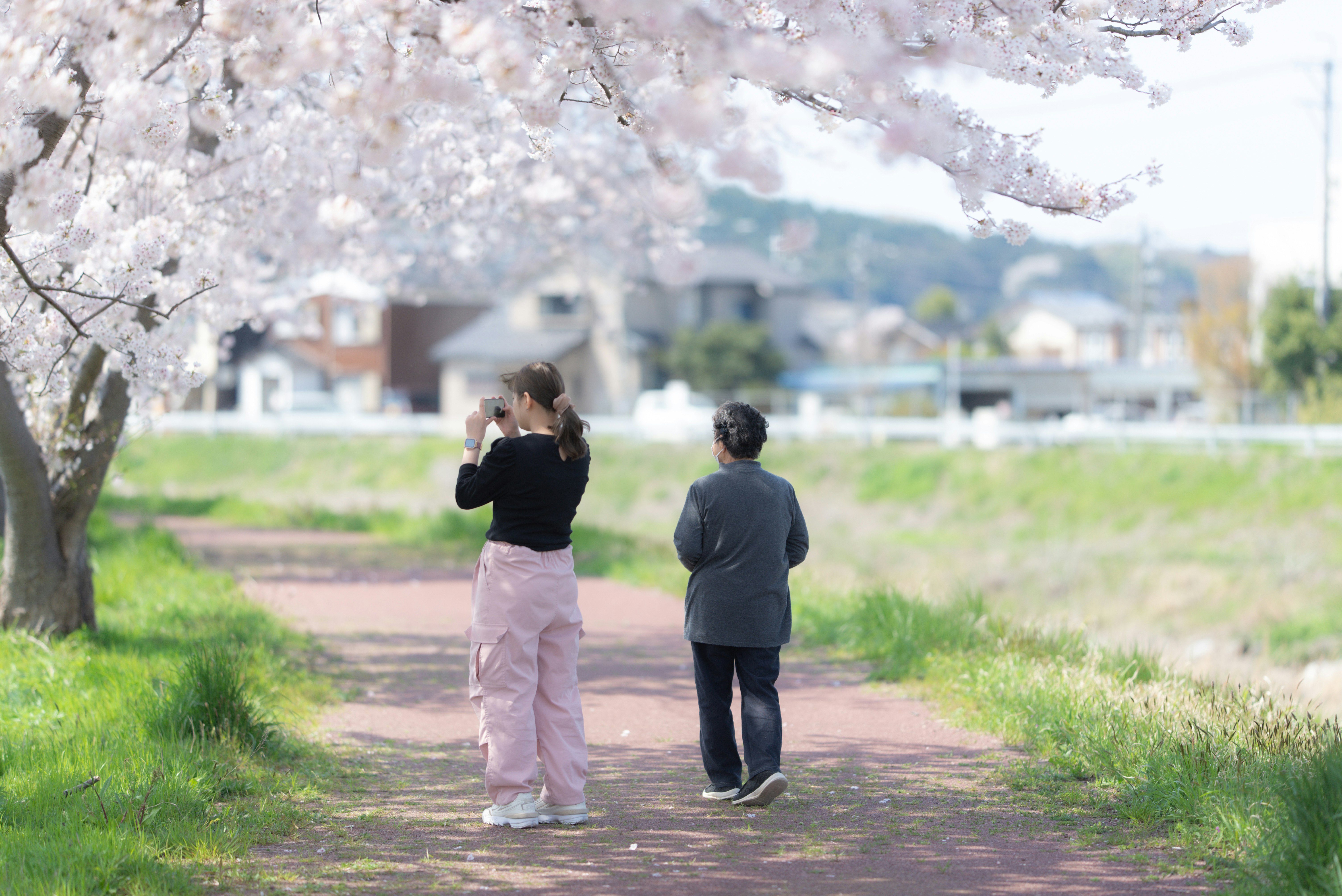 Orang berjalan di sepanjang promenade Sungai Kawarada di Wajima, Ishikawa, di bawah bunga sakura