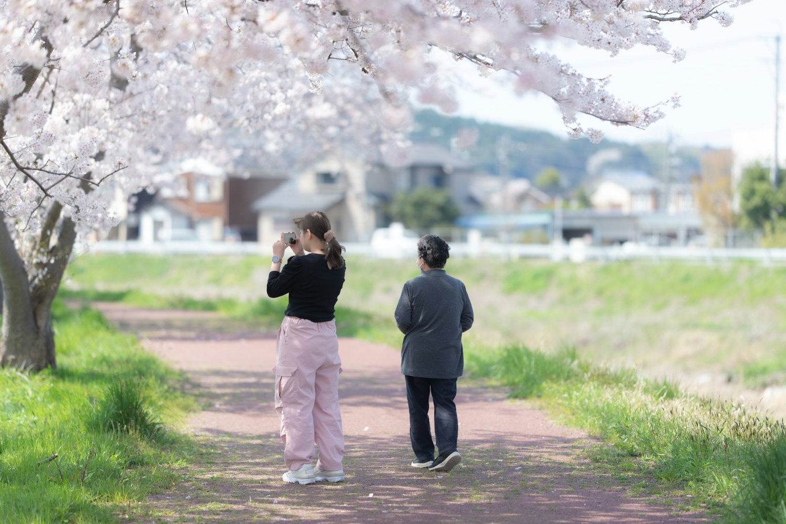 Two women walking under cherry blossom trees