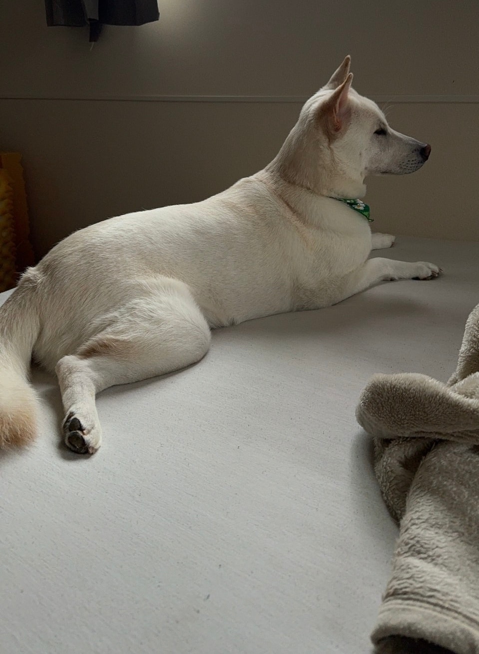 cane bianco rilassato su un letto