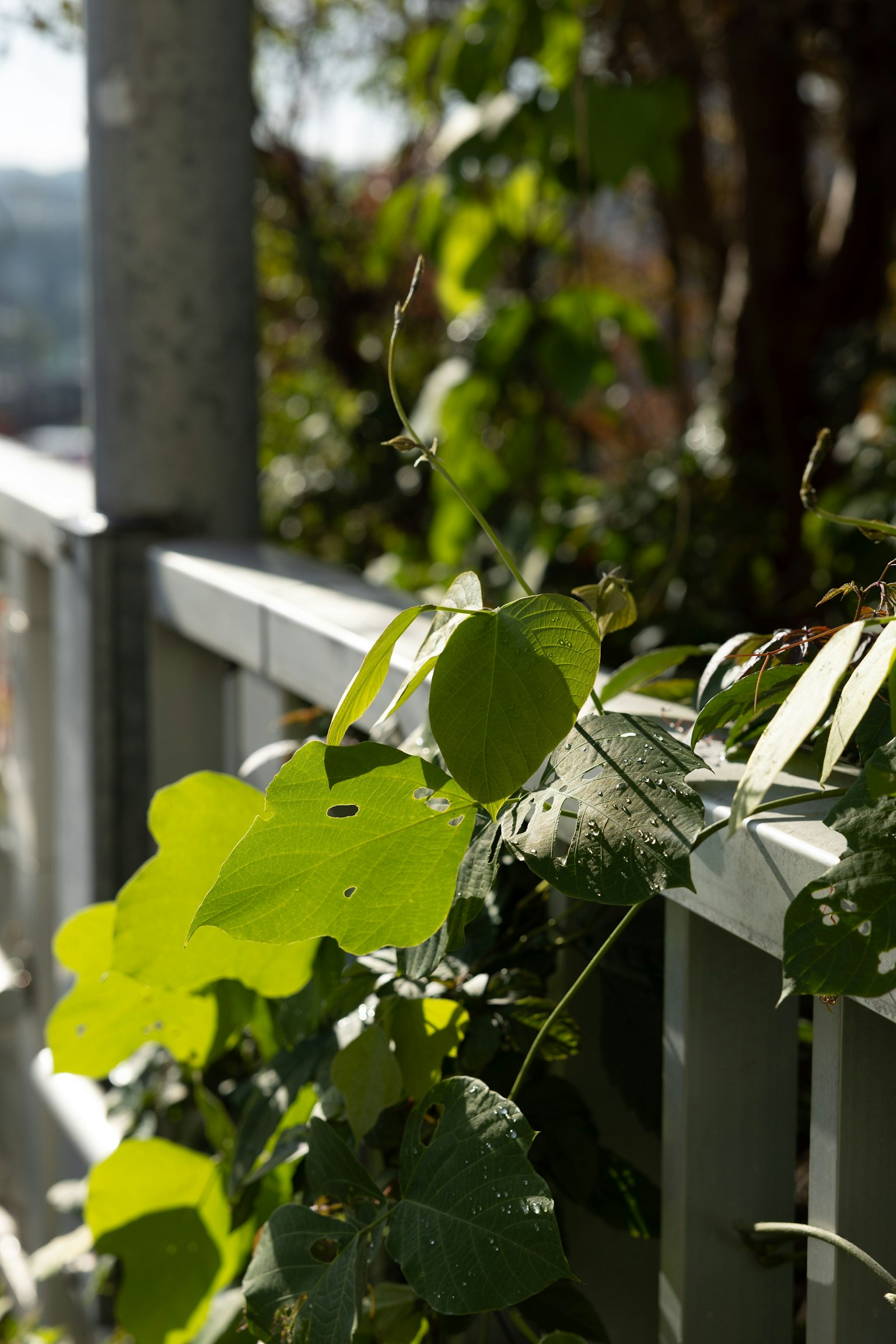 Close-up of green leaves on a fence with sunlight filtering through