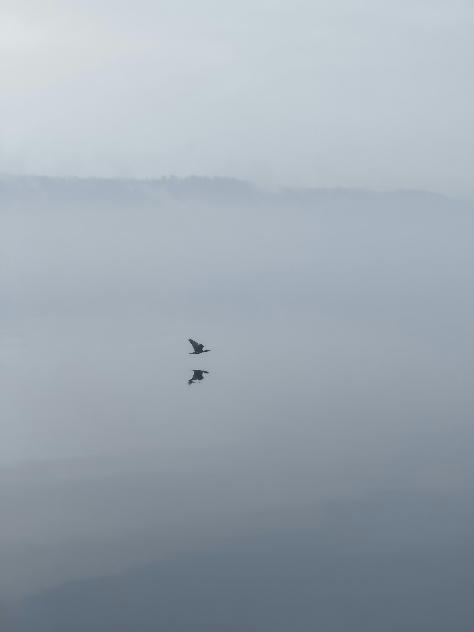 Una scena di lago serena con un uccello che vola nella nebbia