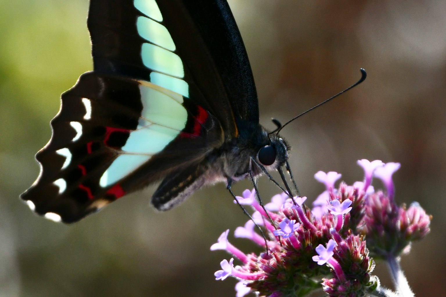 Un papillon bleu et noir vibrant perché sur une fleur violette