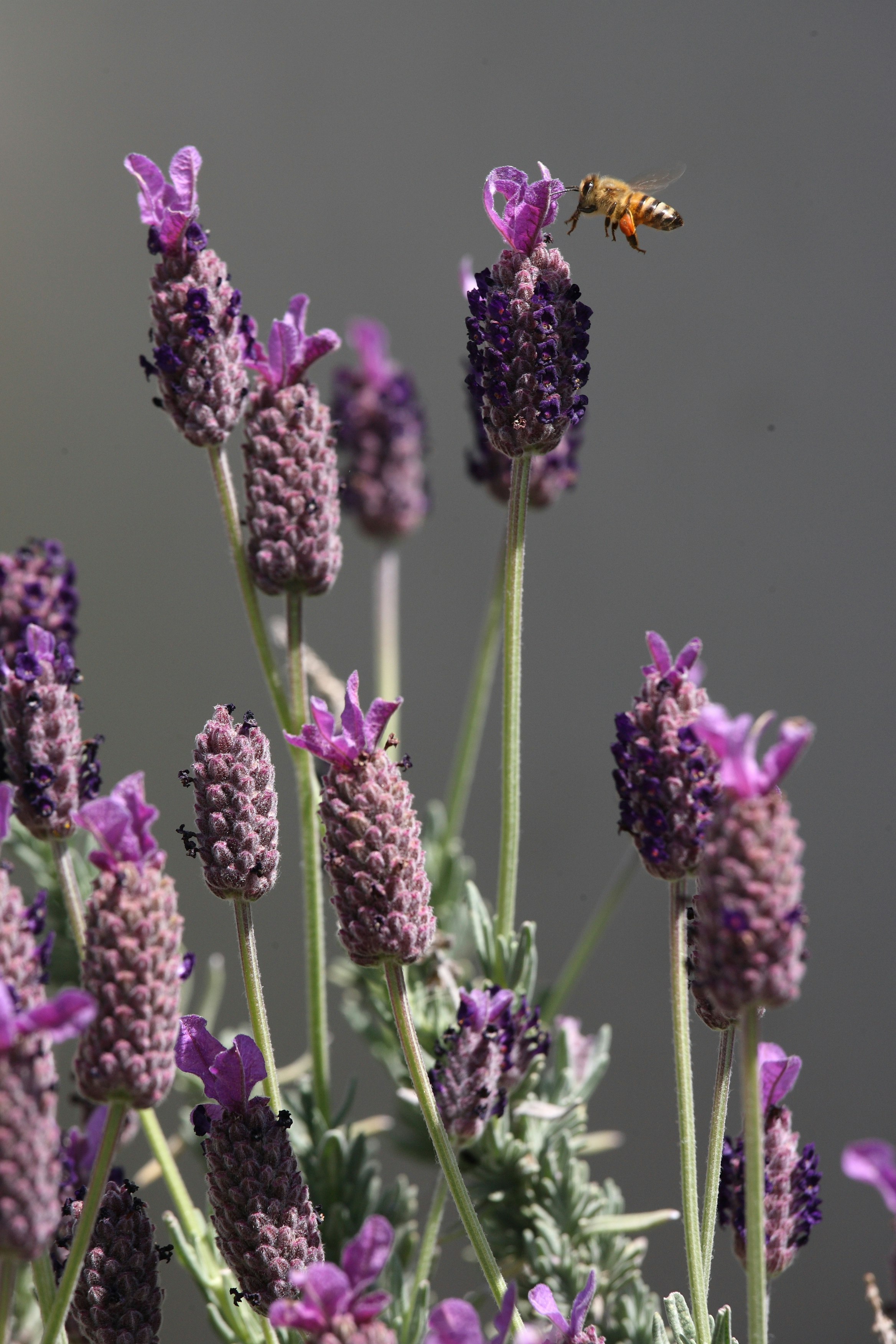 ラベンダーの花にとまるミツバチ