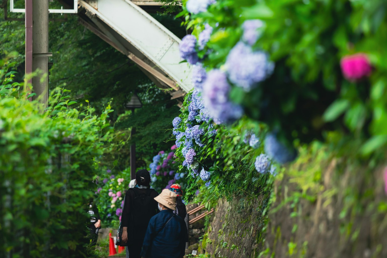 Persone che camminano lungo un sentiero fiancheggiato da ortensie in fiore