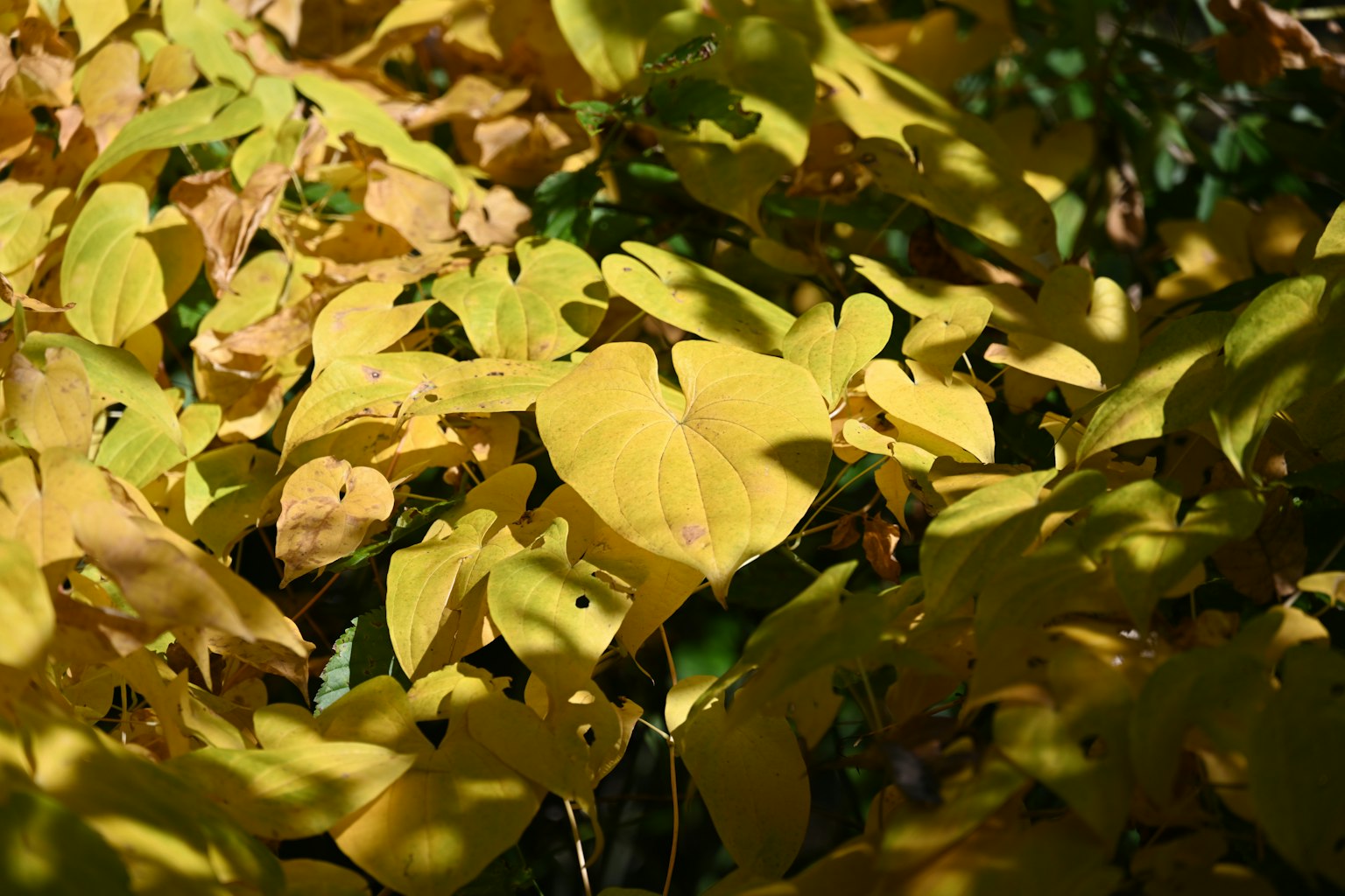 Fogliame denso di foglie gialle sovrapposte in autunno