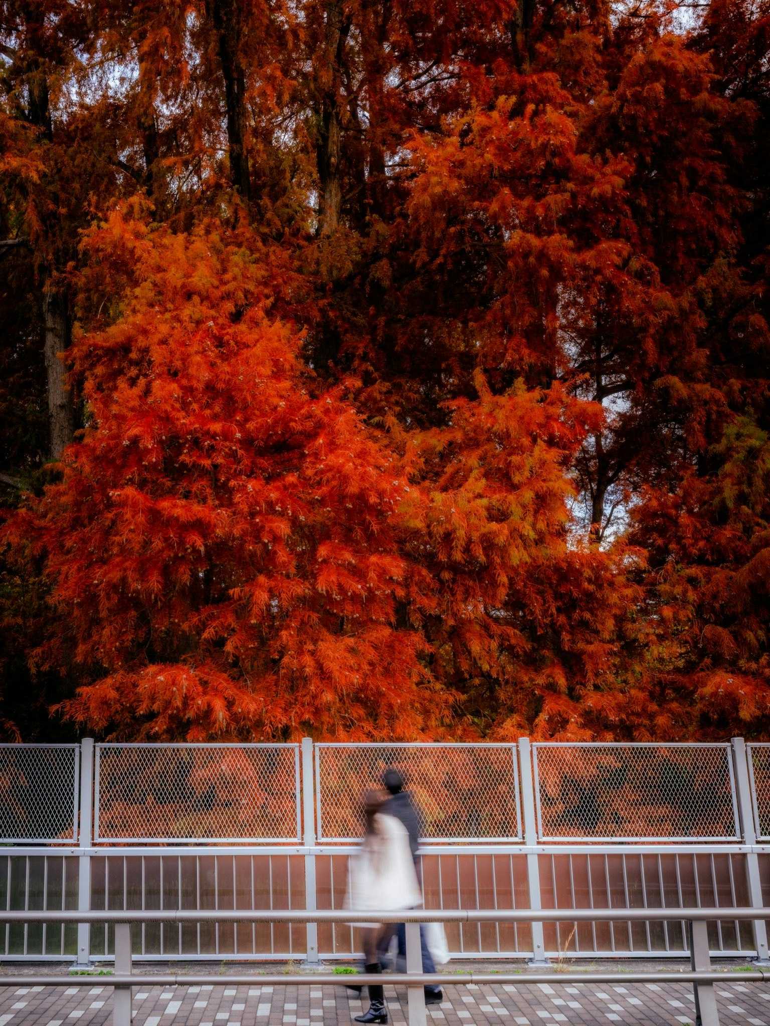 秋の紅葉が美しい公園で歩く人
