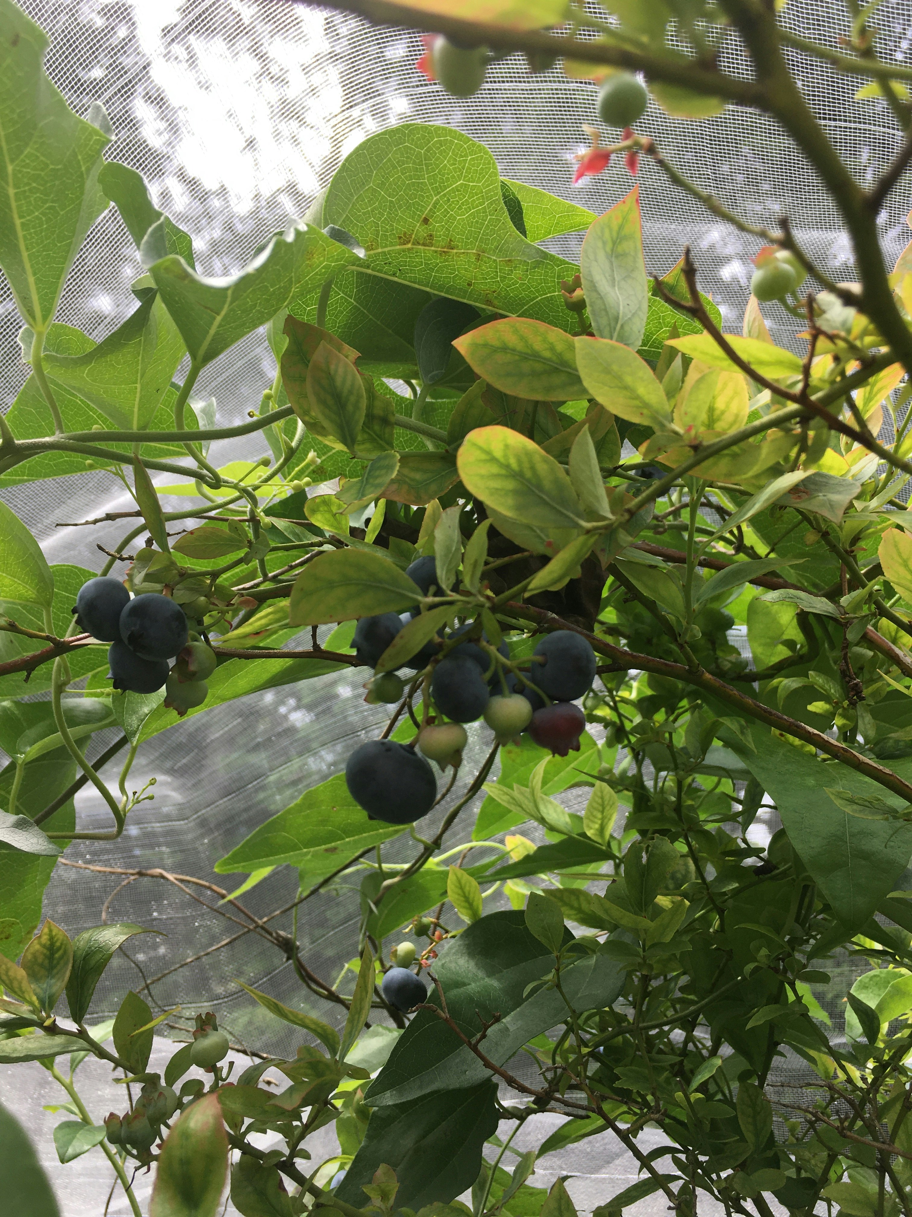 葉と房状の実が茂る木の枝のクローズアップ