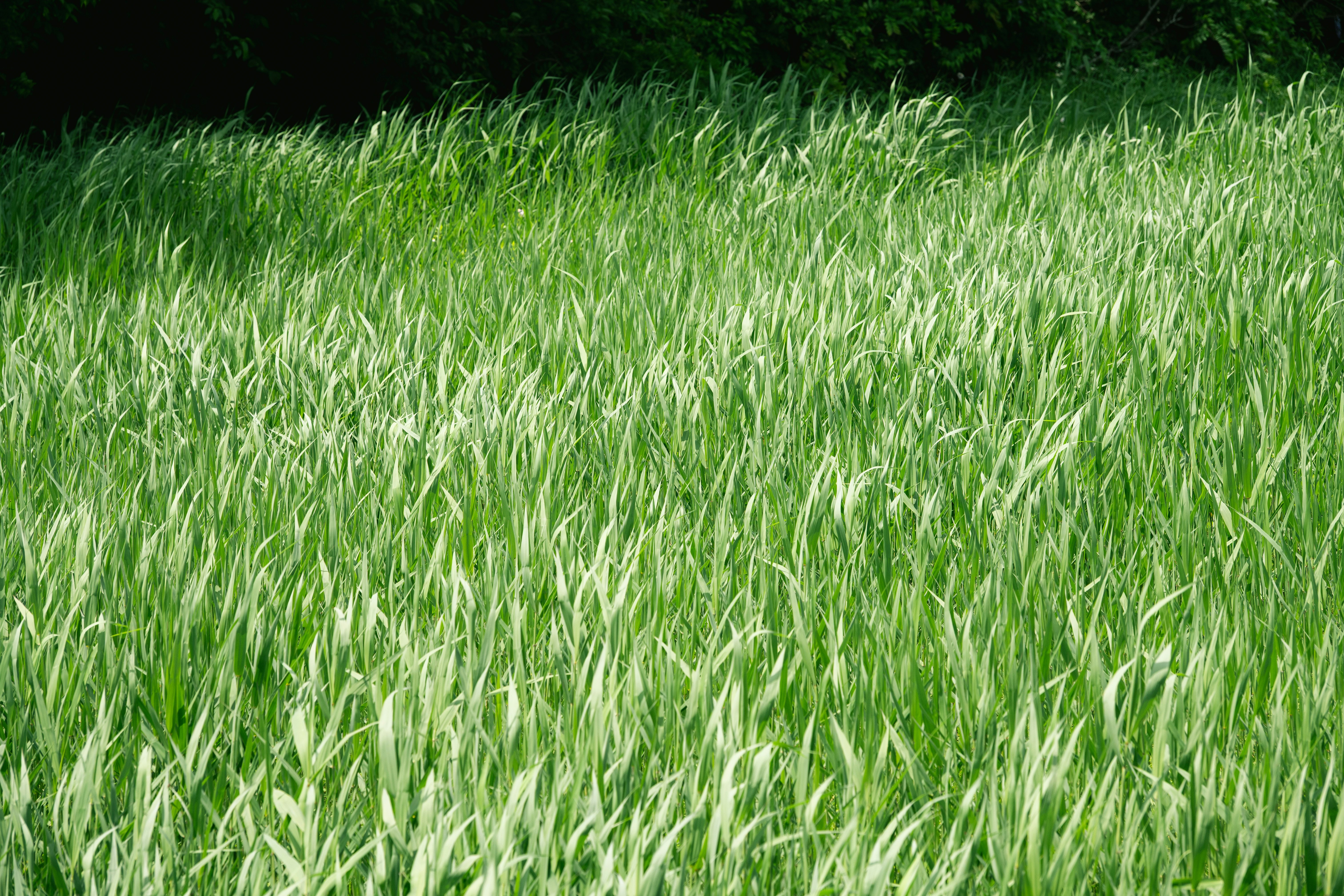 青々とした芝生の広がる草地