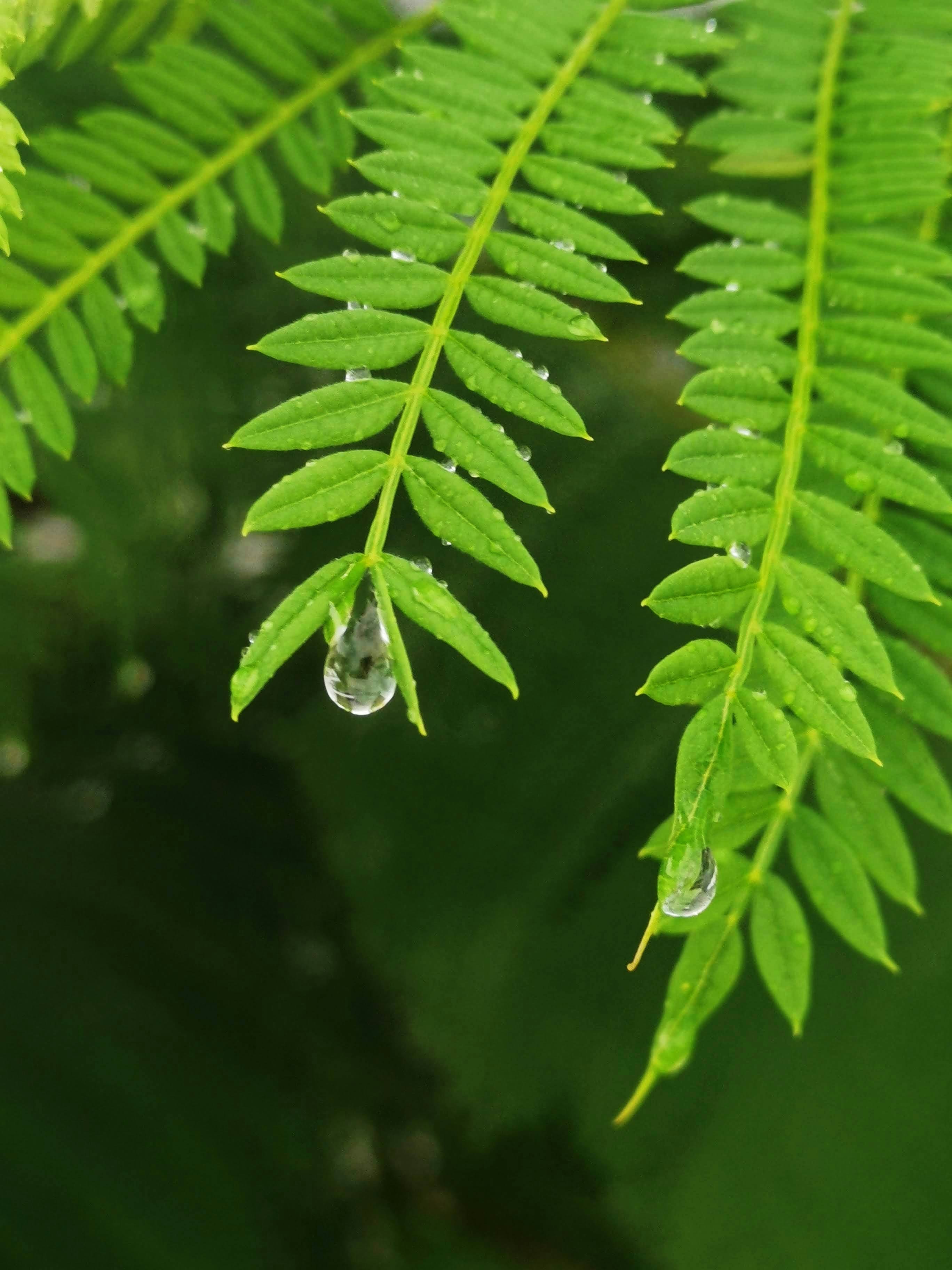 滴る雨粒のある青々とした葉