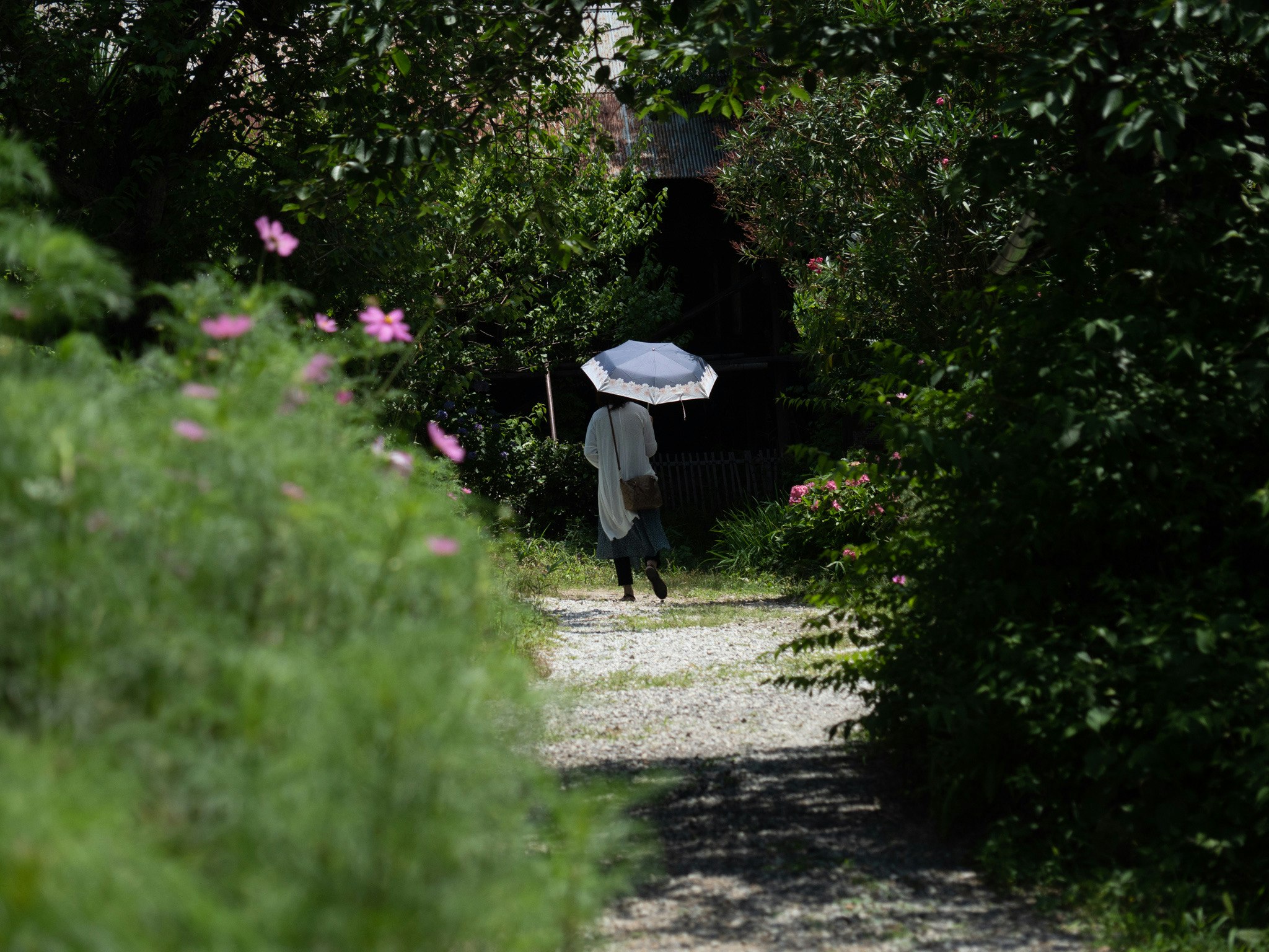 コスモスの小径で傘をさす人の後ろ姿のある小路