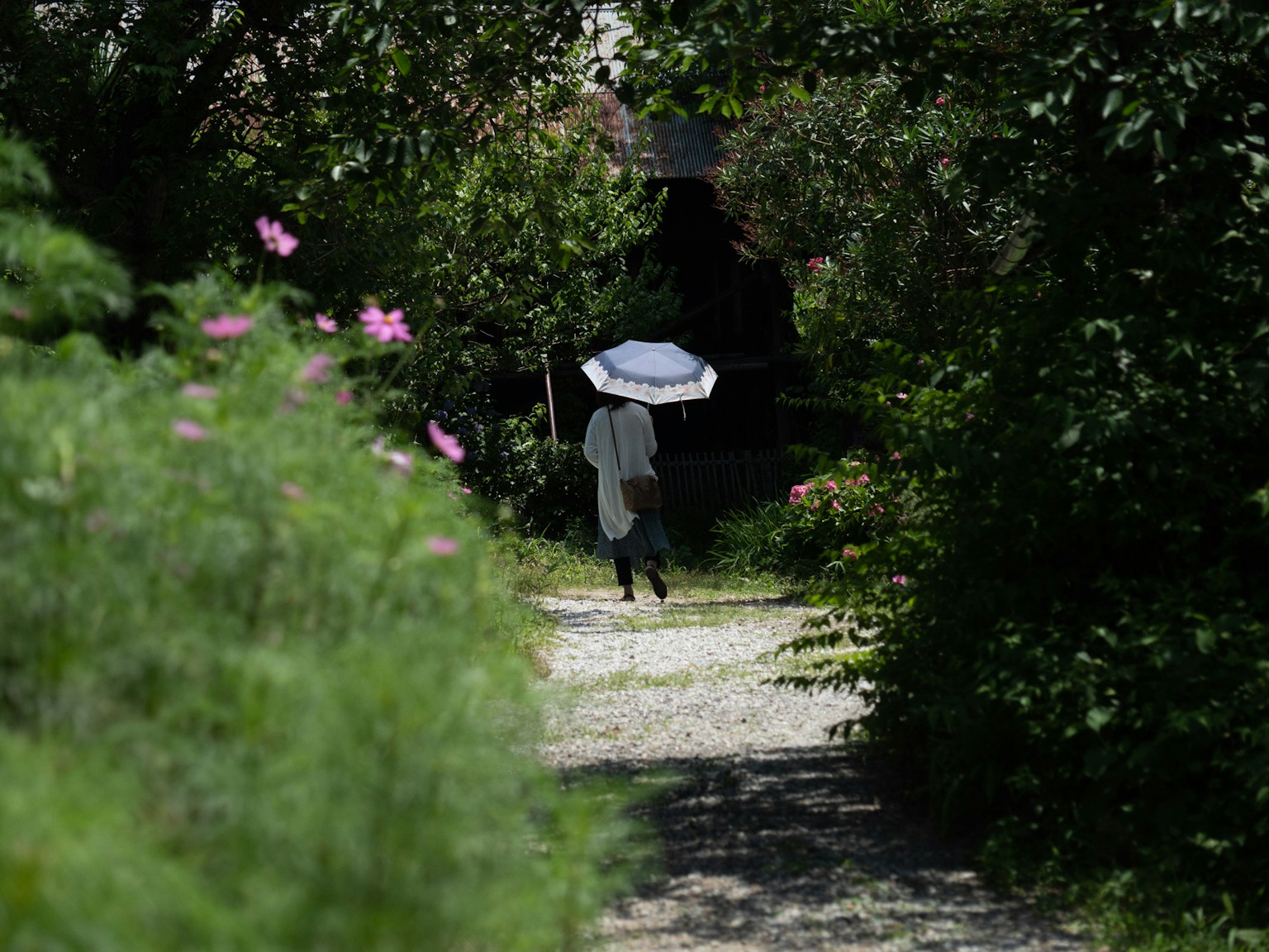 A person walking on a path surrounded by greenery holding an umbrella