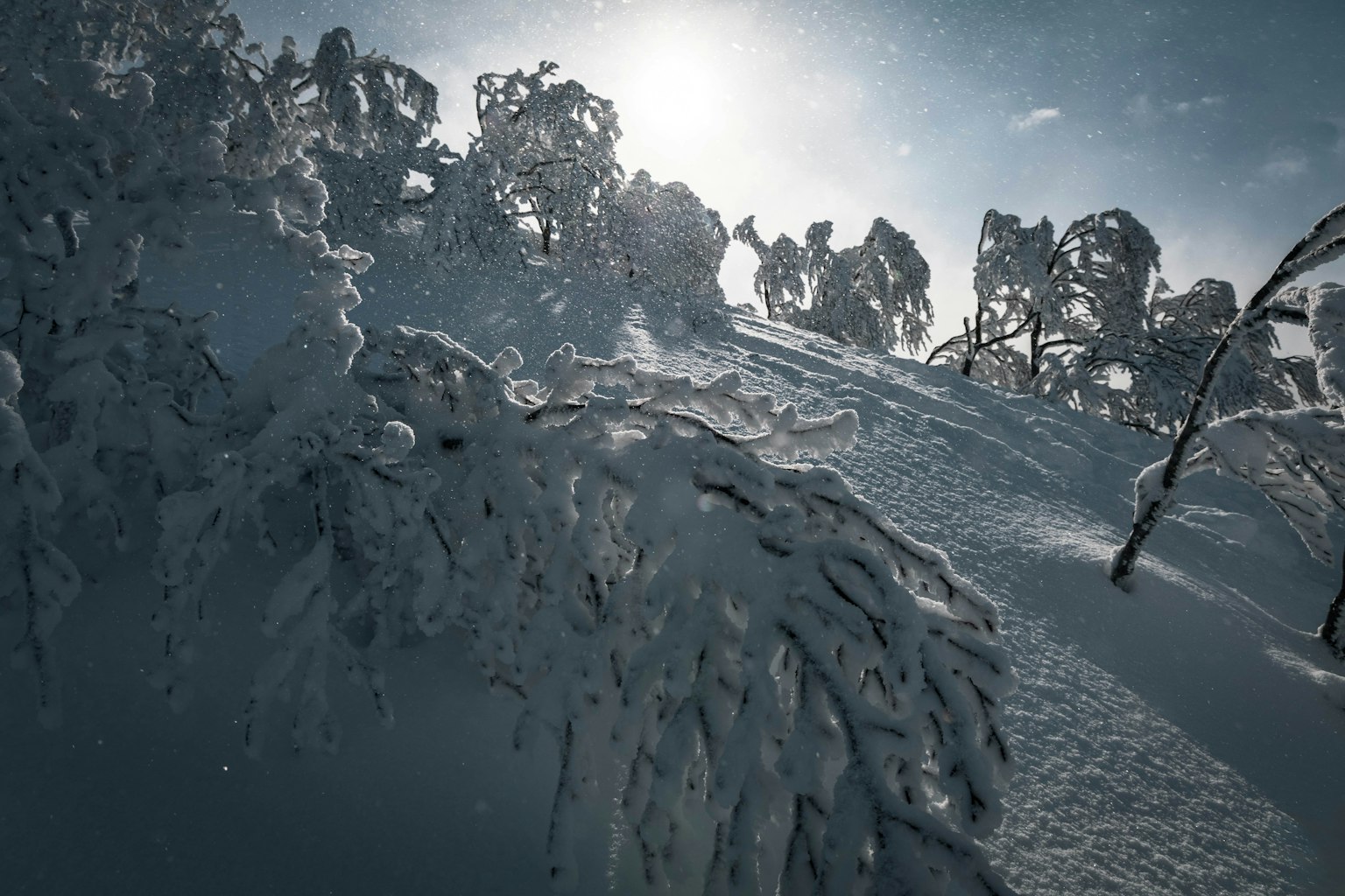 Arbres enneigés avec lumière du soleil éclatante