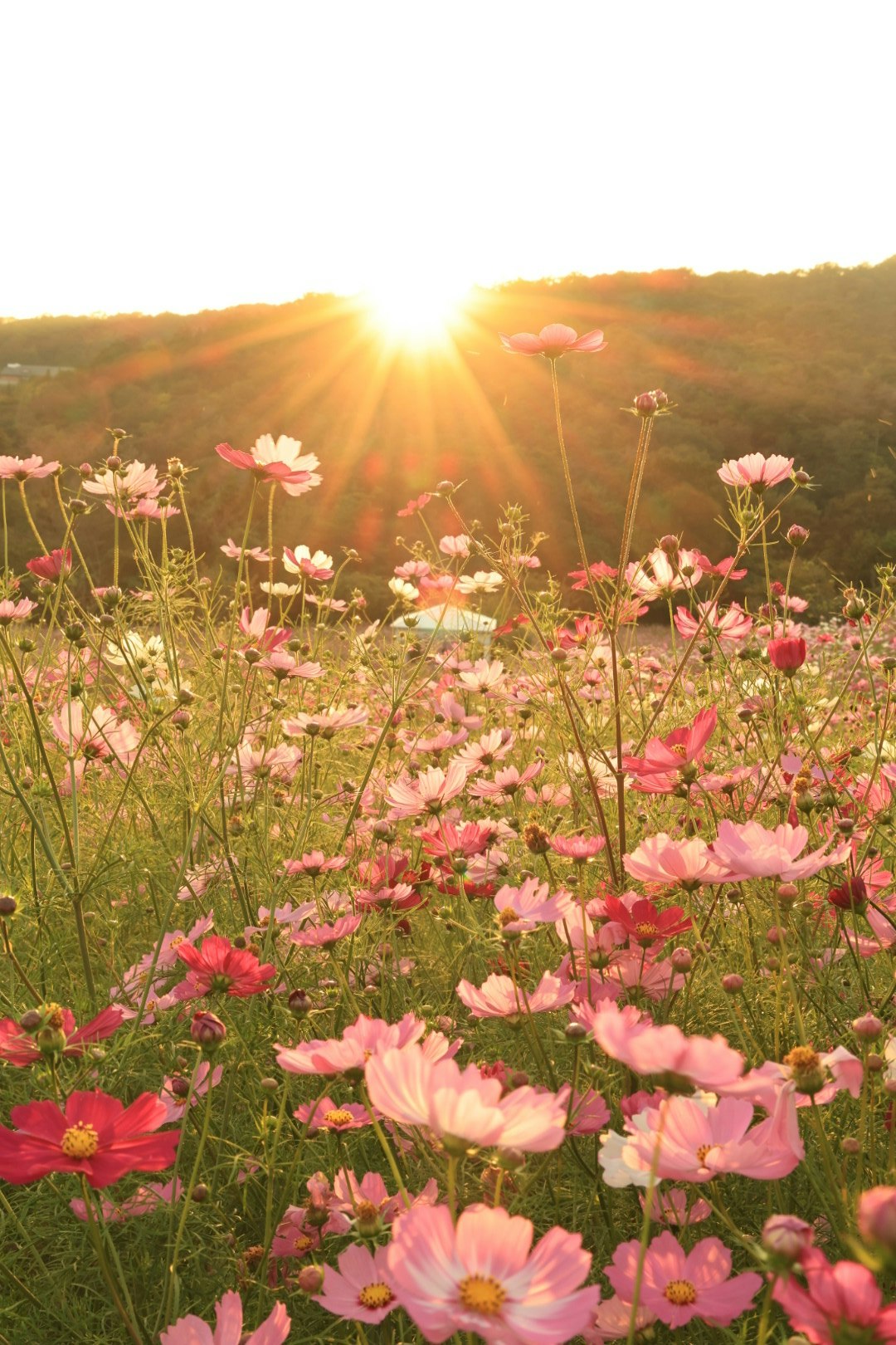 夕日に照らされたコスモス畑の花々