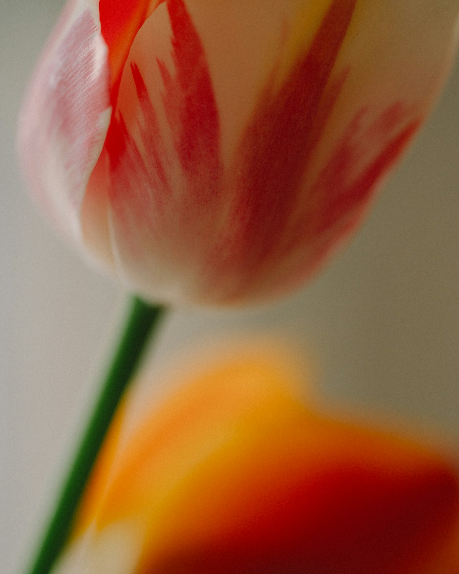 Gros plan d'une tulipe rouge et blanche avec une fleur orange légèrement floue en arrière-plan
