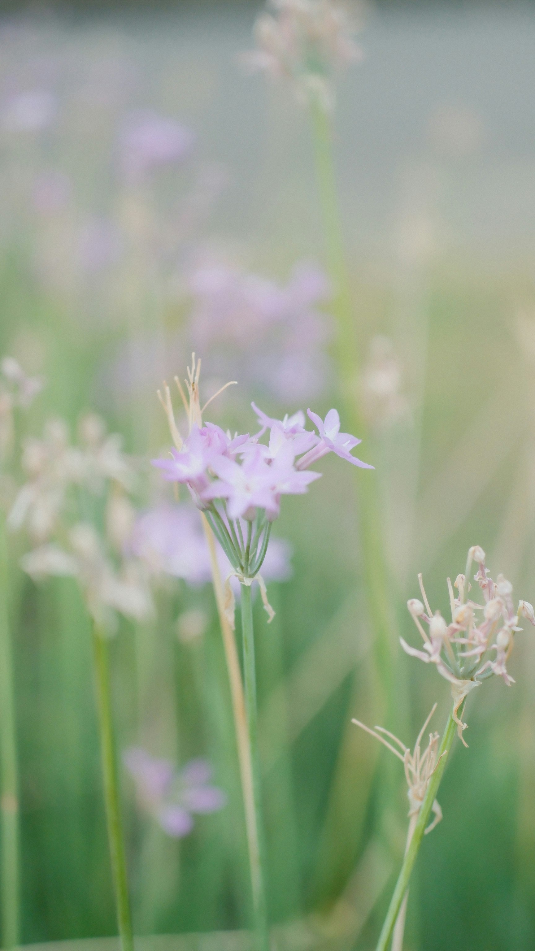 淡いピンクの花が揺れる草むらのボケ画像