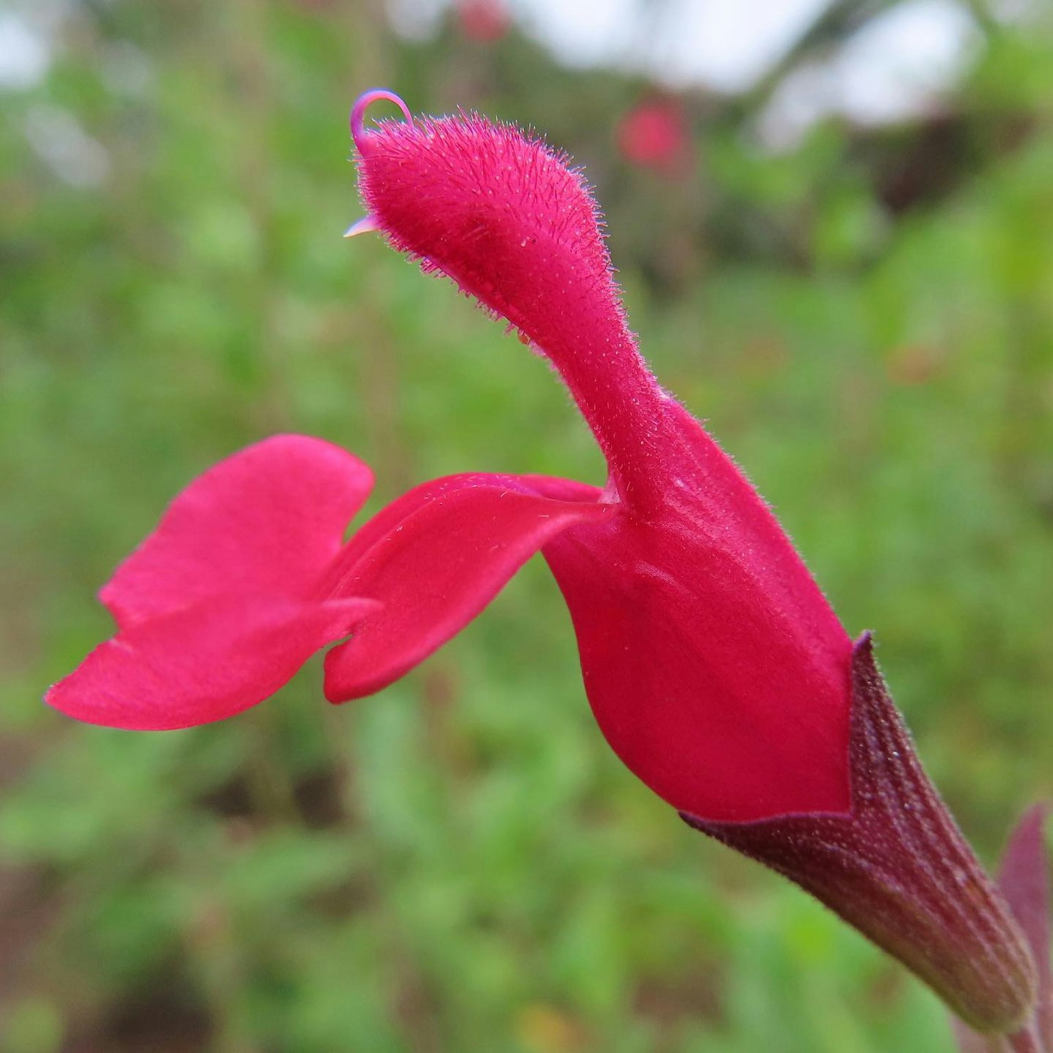 Close-up of a vibrant red flower