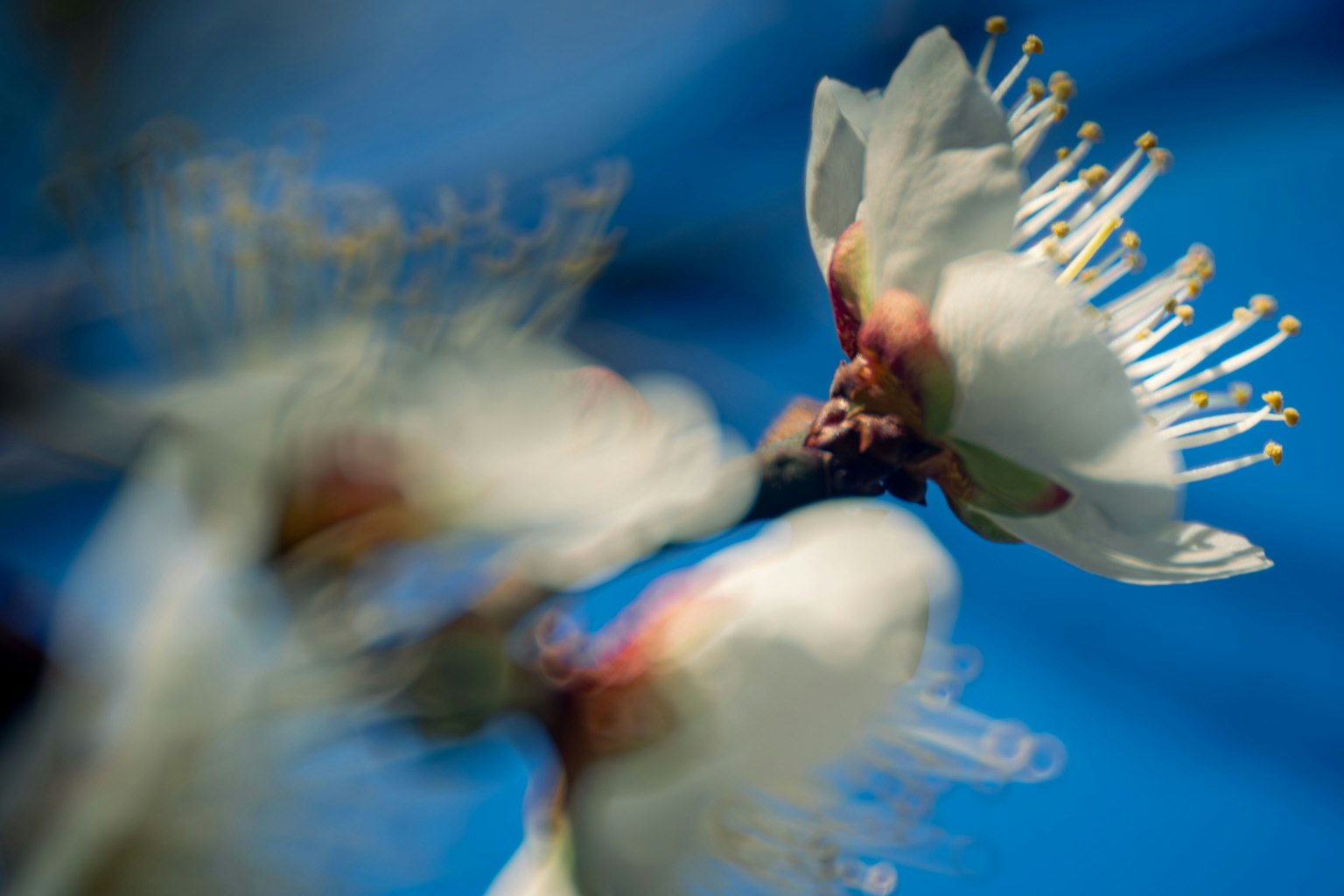 Primer plano de flores blancas contra un cielo azul destacando pétalos y estambres vibrantes