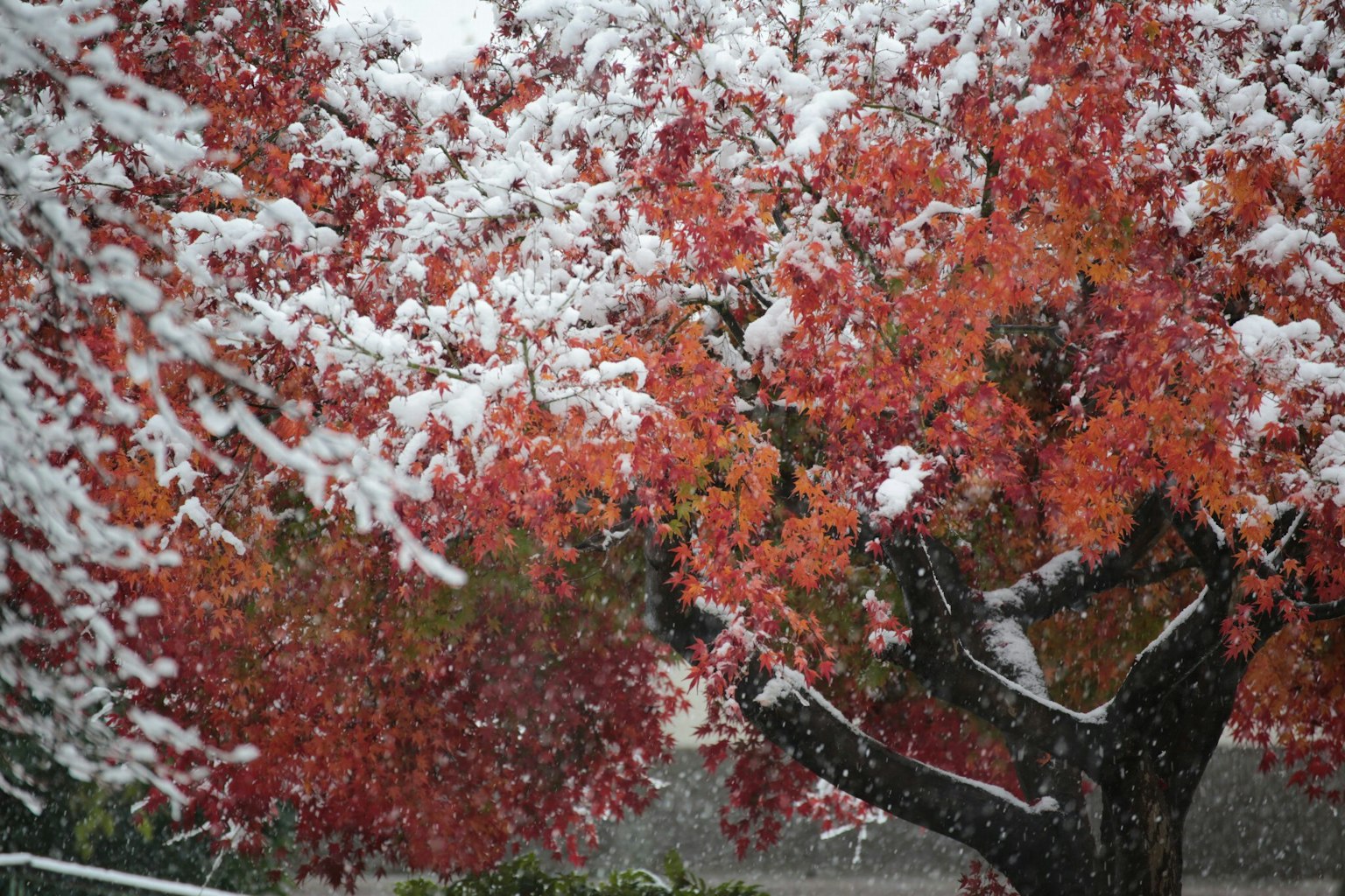 Albero con foglie rosse sotto la neve
