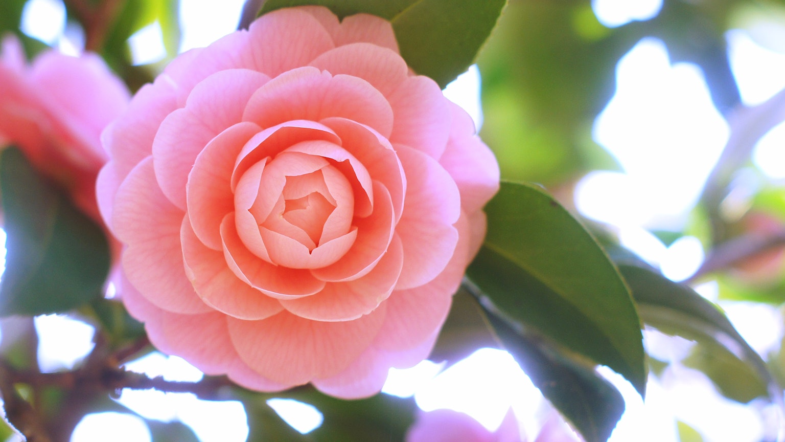 Hình ảnh đẹp của hoa trà màu hồng nhạt với lá xanh