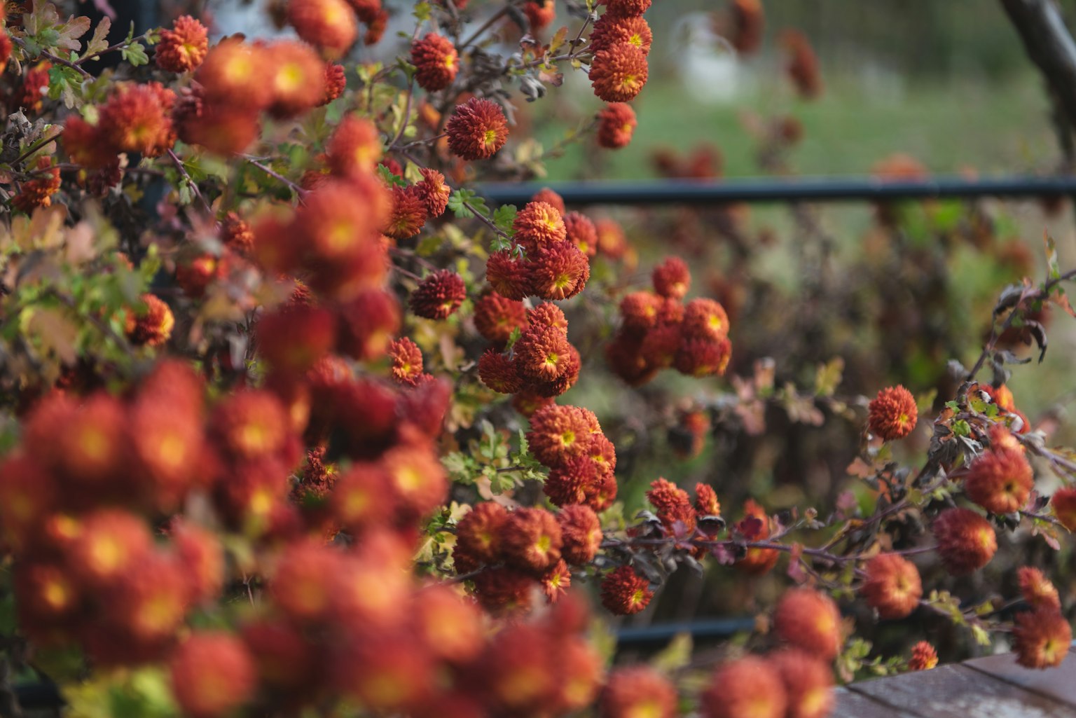 Gros plan d'une plante avec des fleurs en forme de boule orange et rouge