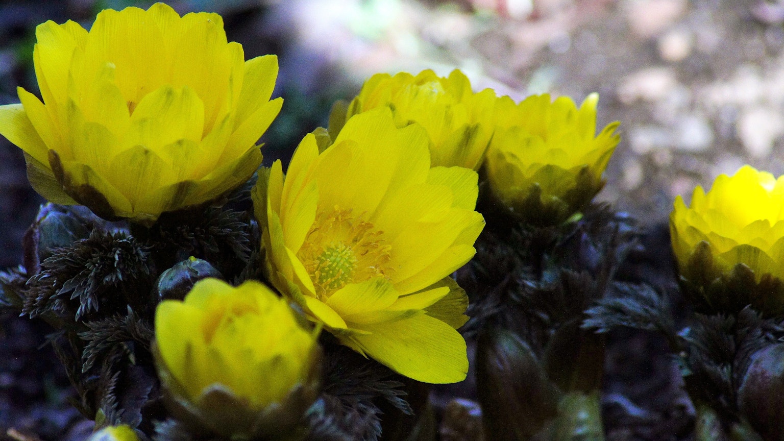 Acercamiento de flores amarillas en flor en una planta