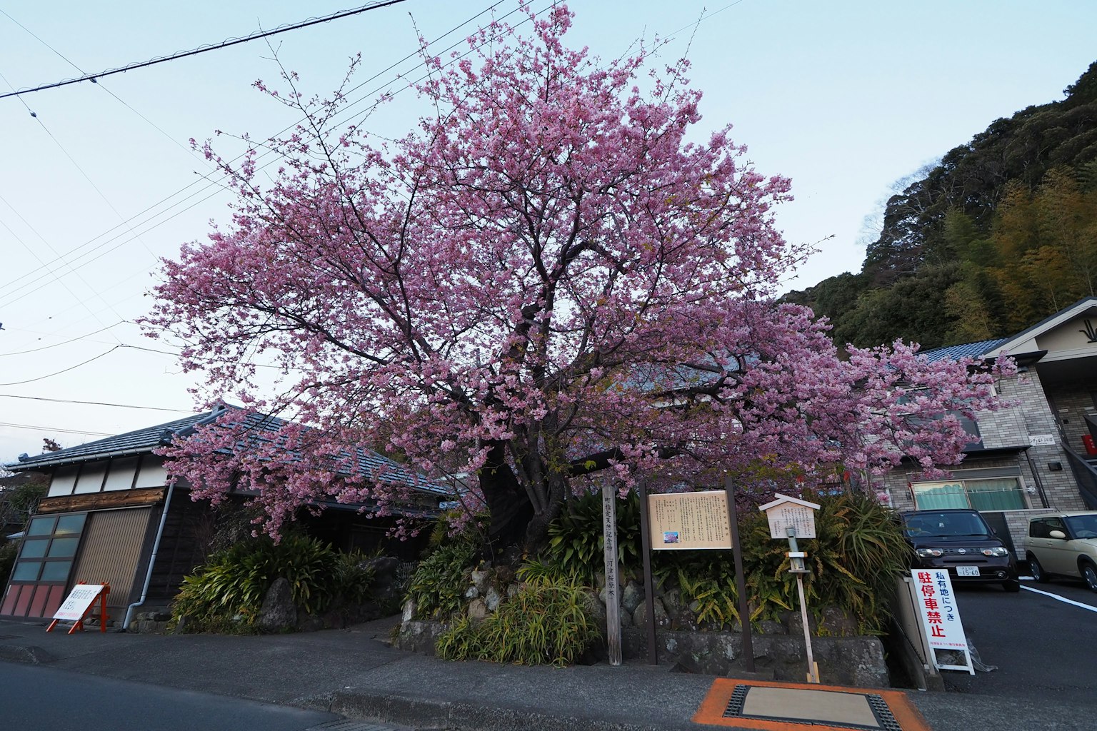 Albero di ciliegio in fiore con case circostanti