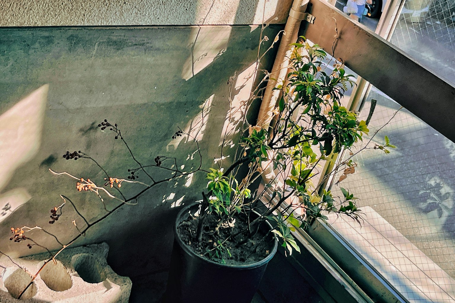 Tanaman pot di dekat jendela dengan sinar matahari masuk