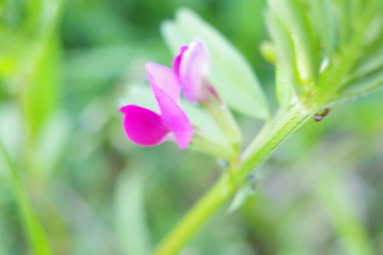 ピンクの花が咲く草むらのマクロ画像