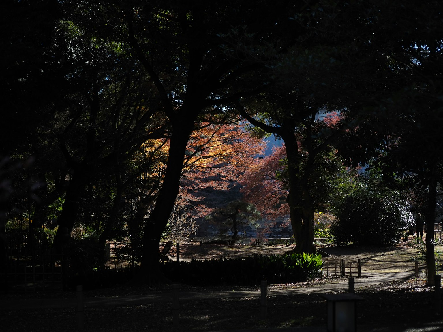 Vue de feuillage d'automne à travers des arbres dans un parc