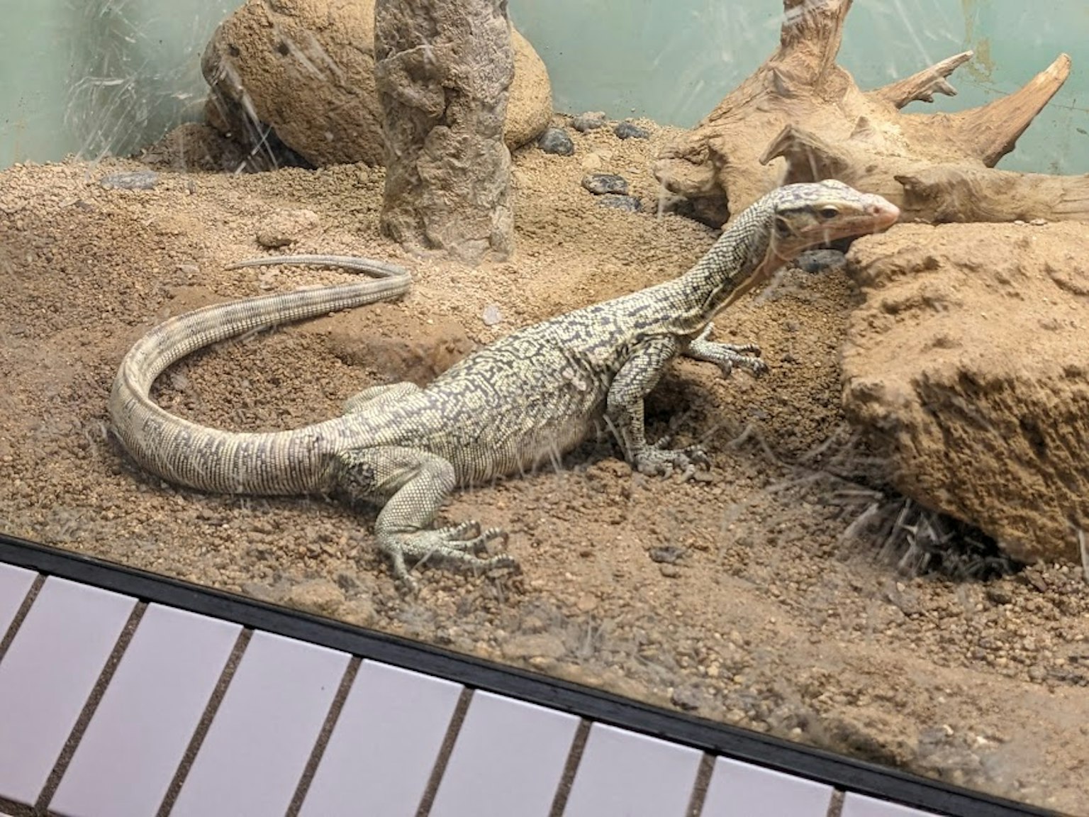 A white lizard moving in a rocky and sandy environment