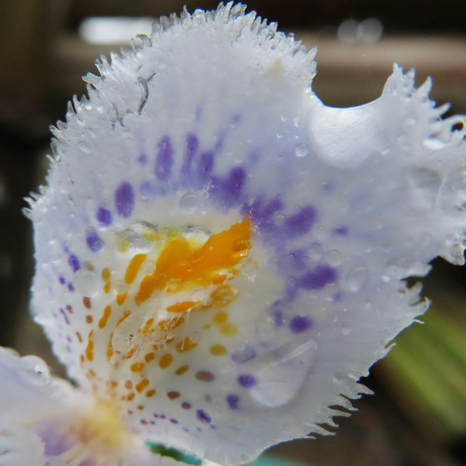 Close-up of a flower with white petals featuring purple and orange spots