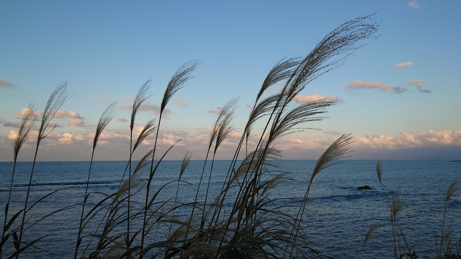 Grashalme, die gegen ein ruhiges Meer und einen blauen Himmel wehen